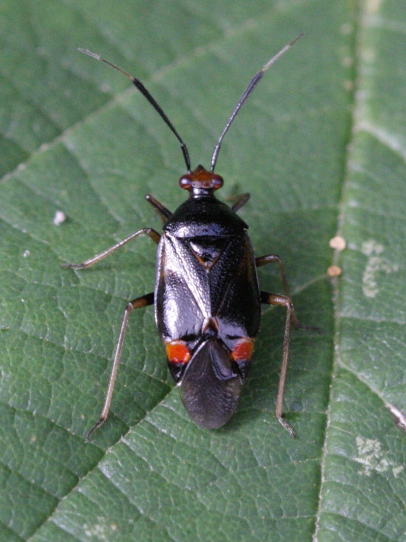deraeocoris_ruber5bd