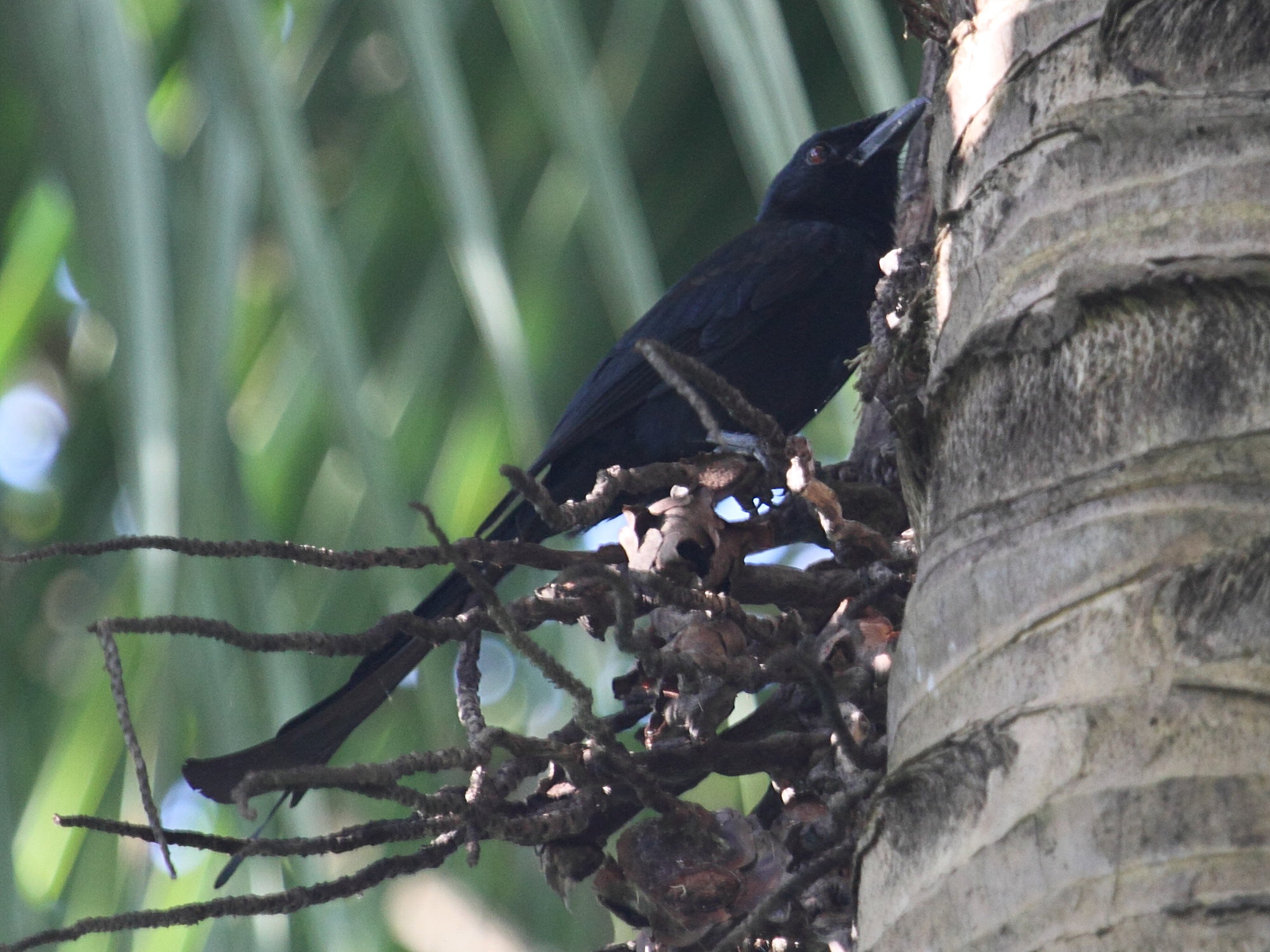 drongo_de_mayotte_-_dicrurus_waldenii3bd