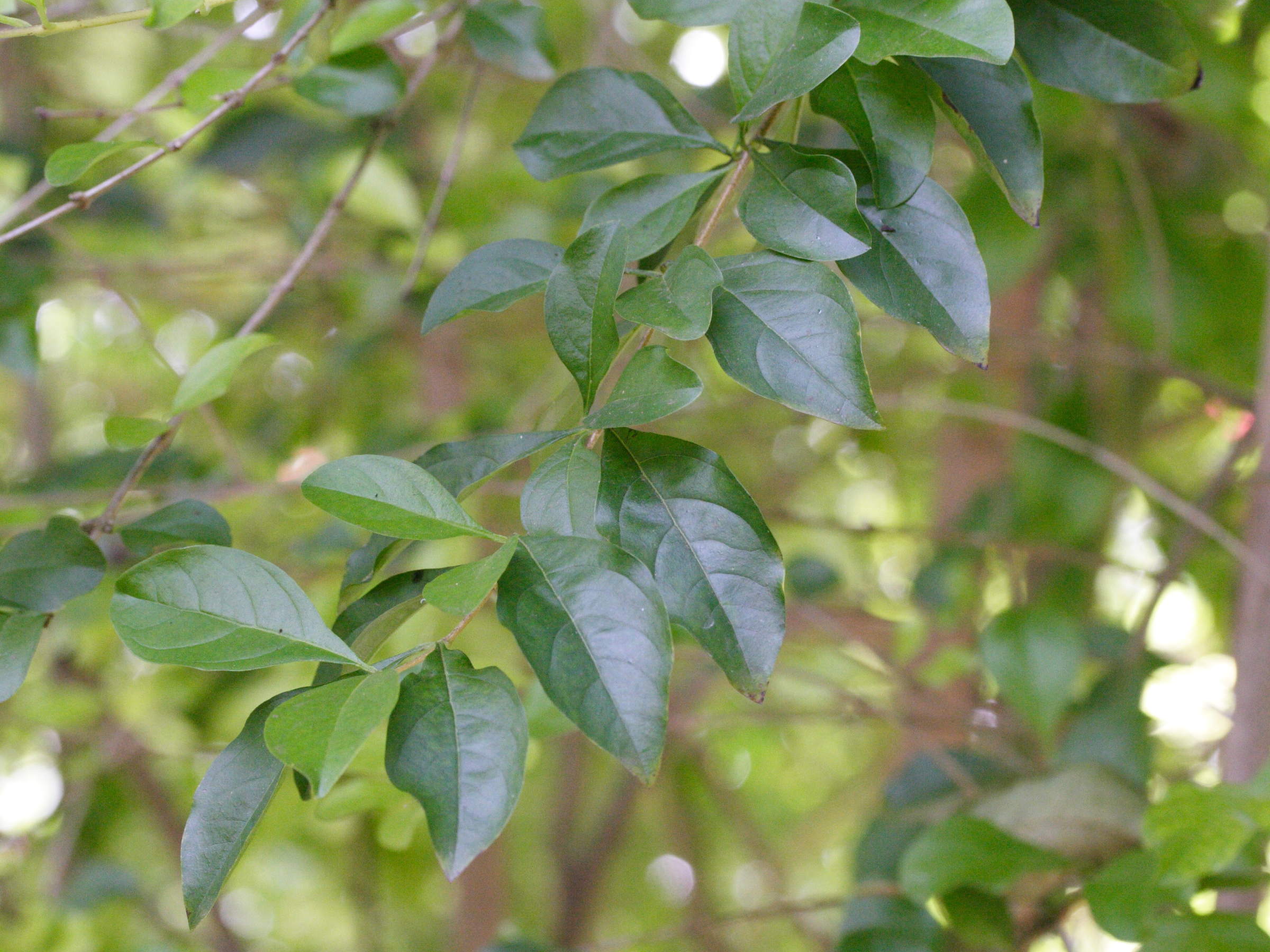 Afficher le média duranta_erecta5md duranta_erecta5md
