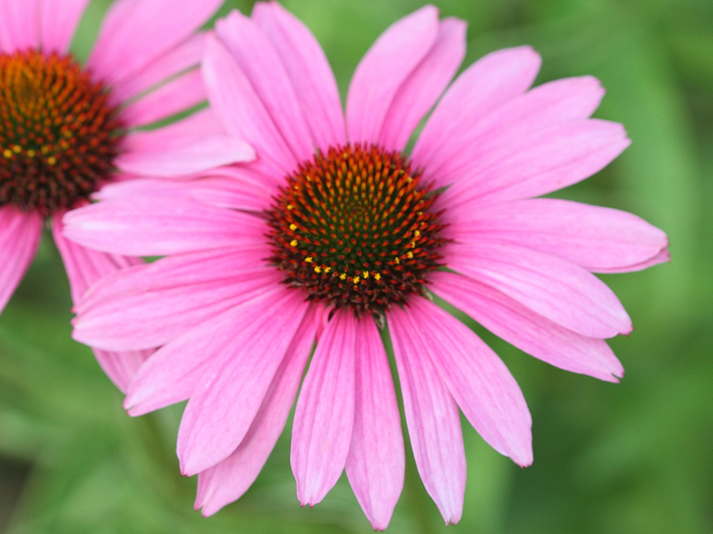 Afficher le média echinacea_purpurea1md echinacea_purpurea1md