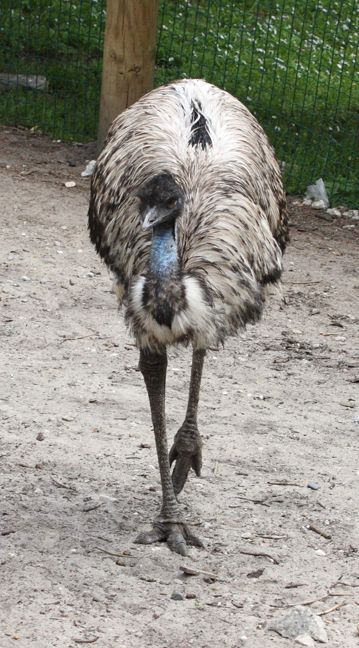 emeu_-_dromaius_novaehollandiae1md