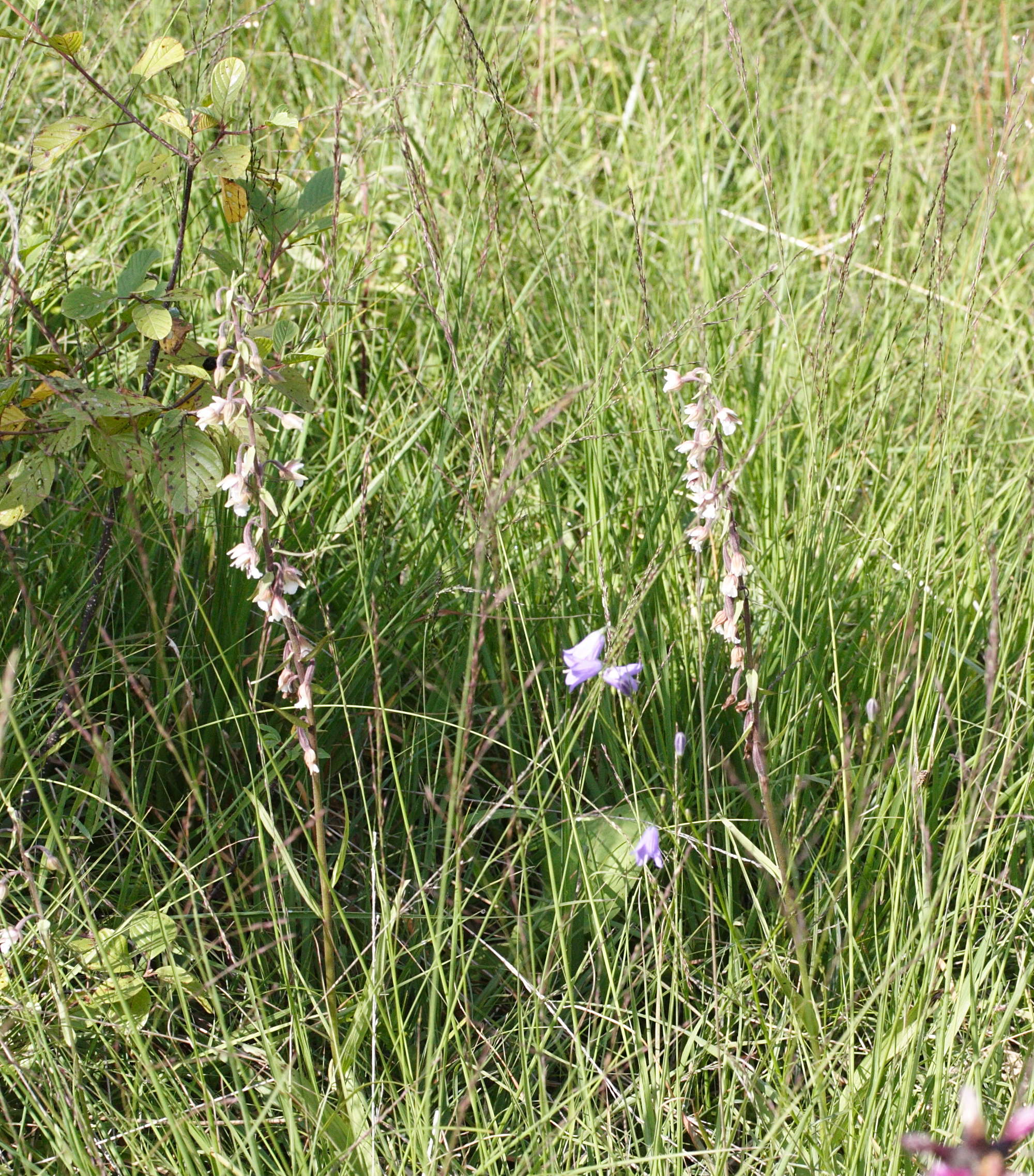 epipactis_palustris1md