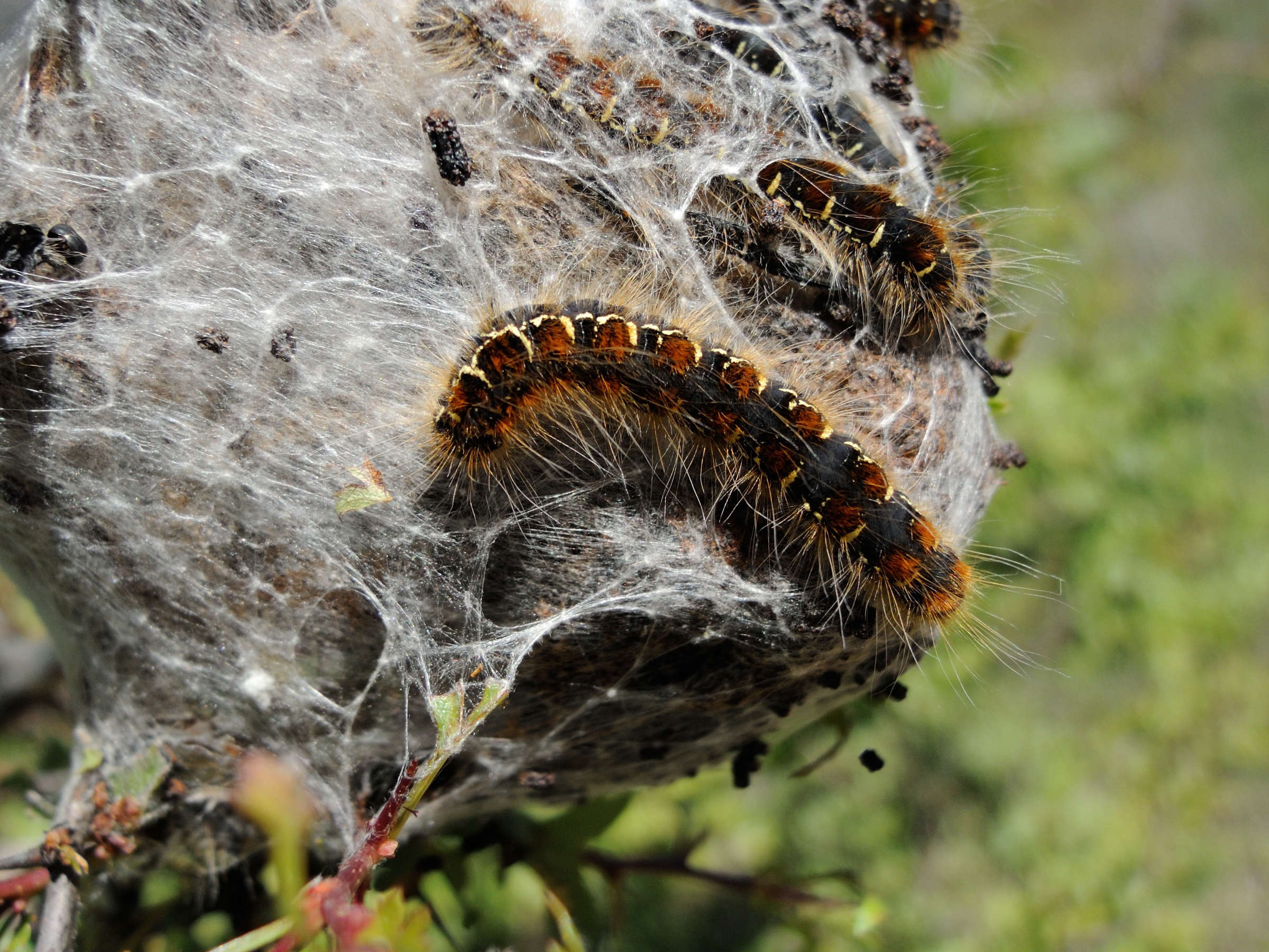 eriogaster_lanestris_ch3md