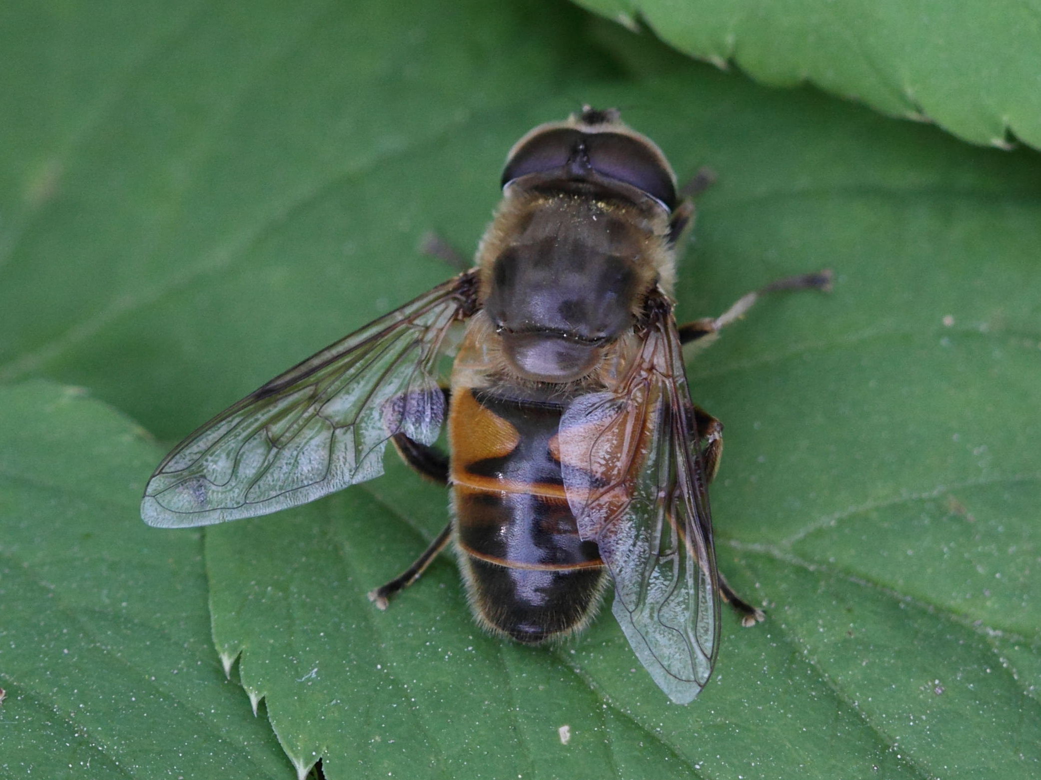eristalis_tenax3bd