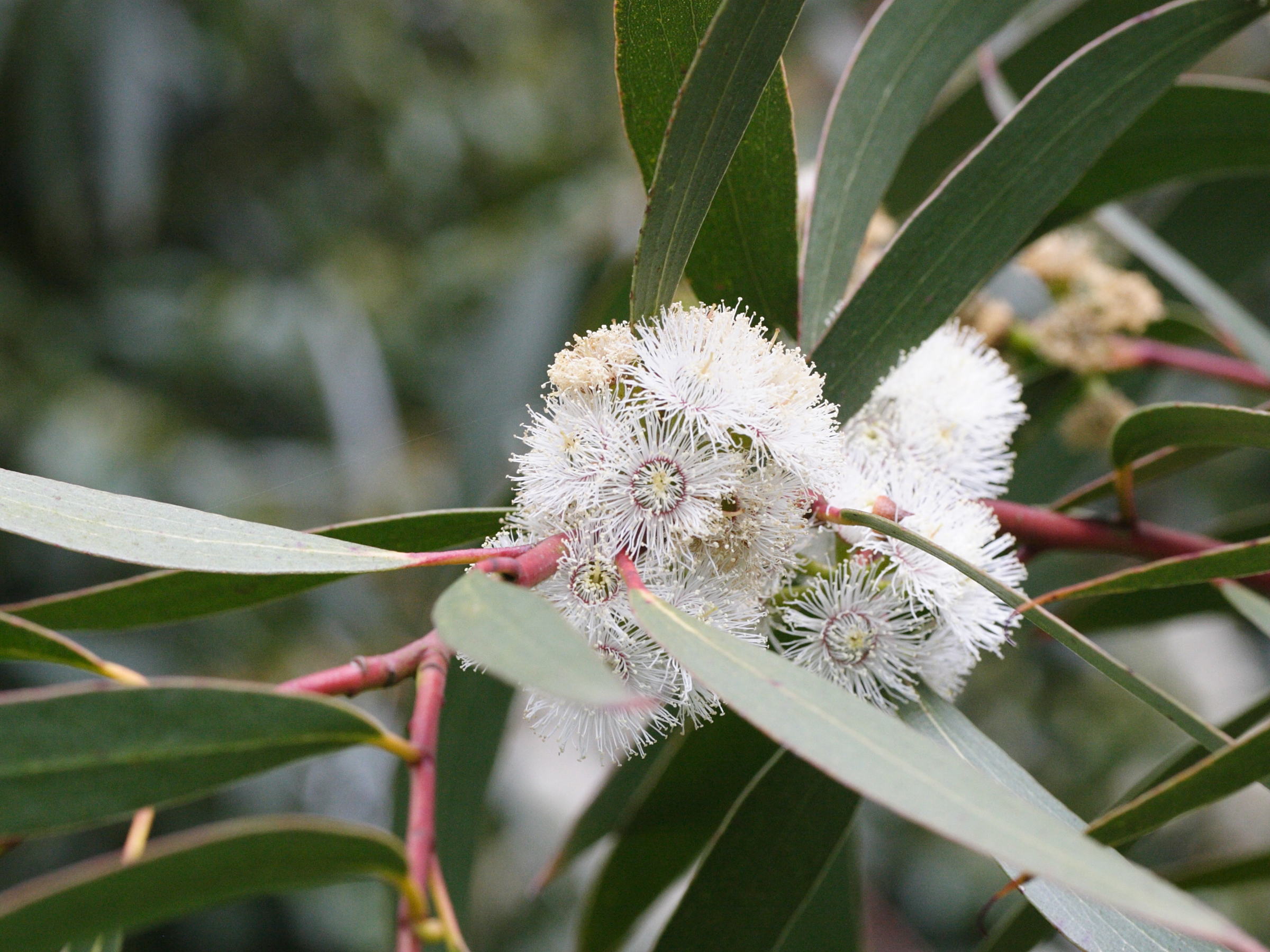 eucalyptus_gregsoniana1md