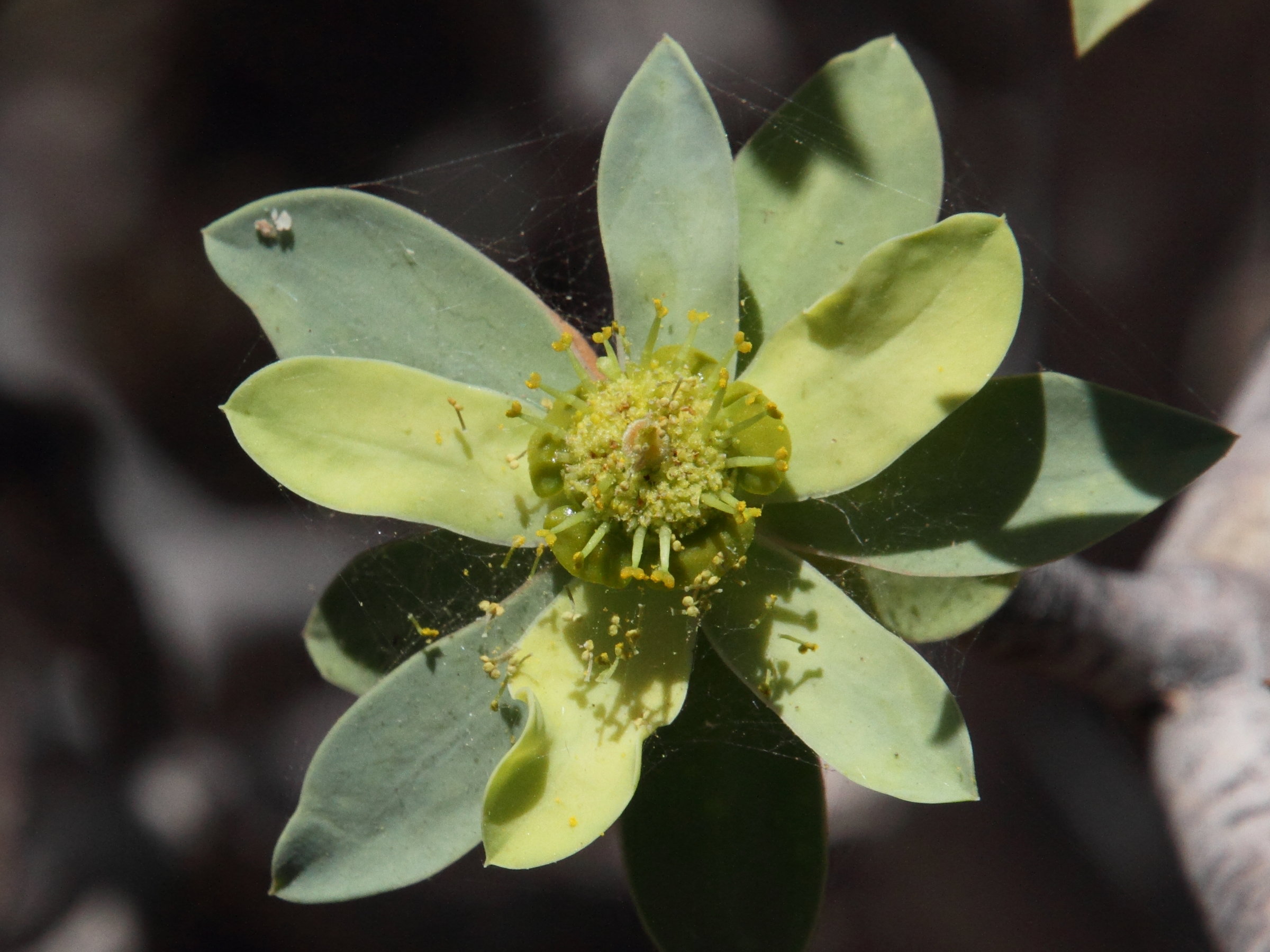 Afficher le média euphorbia_balsamifera2md euphorbia_balsamifera2md