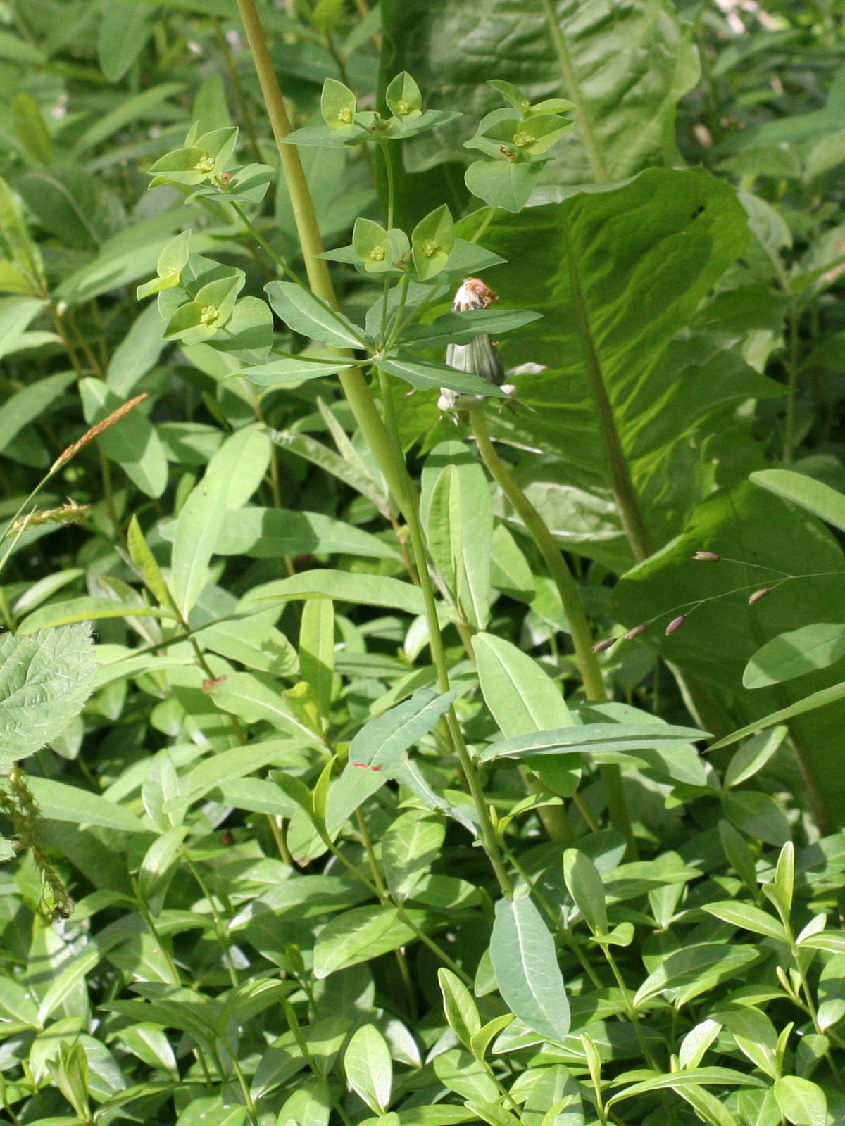 Afficher le média euphorbia_dulcis3md euphorbia_dulcis3md