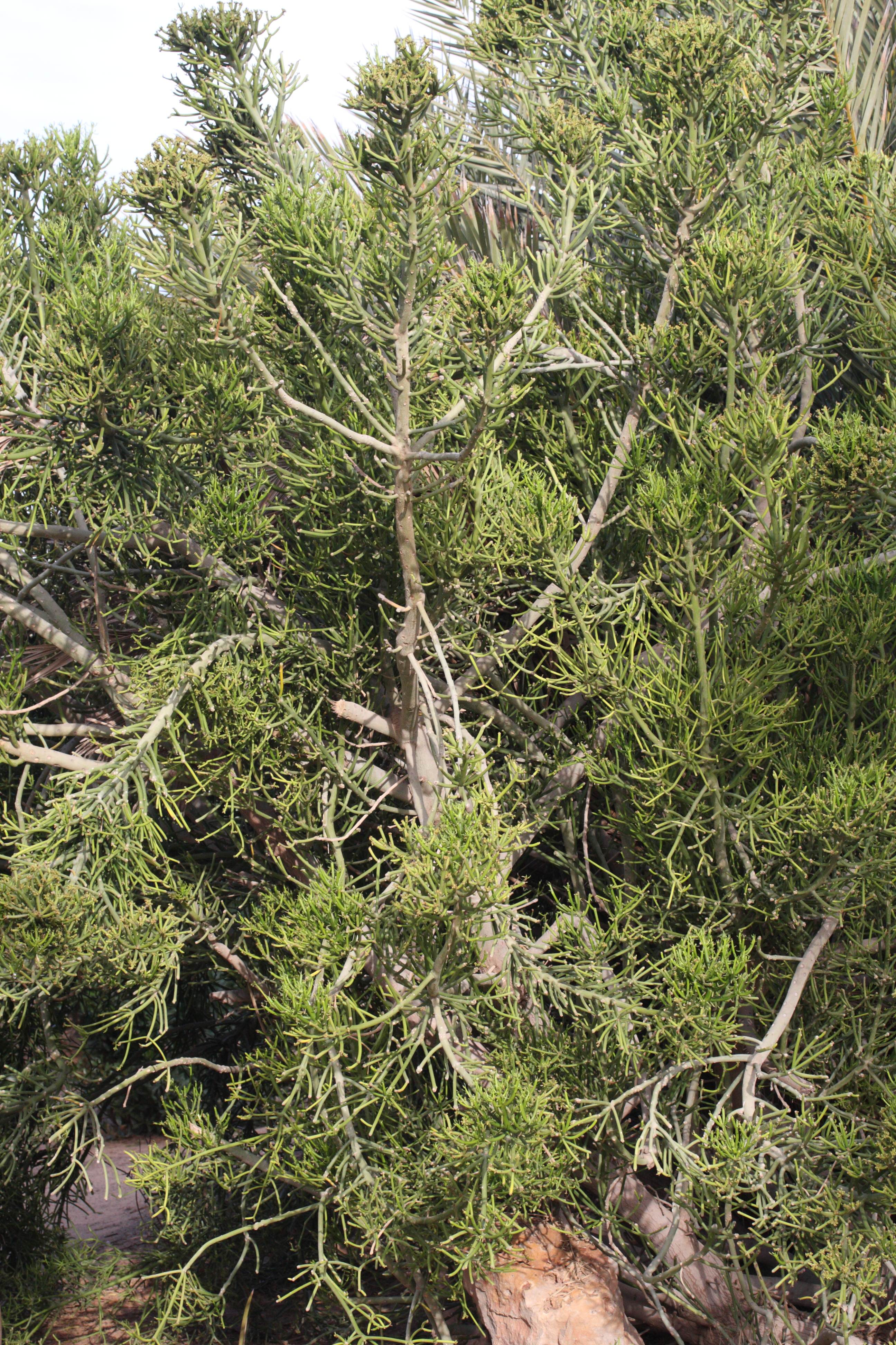 euphorbia_tirucalli3md