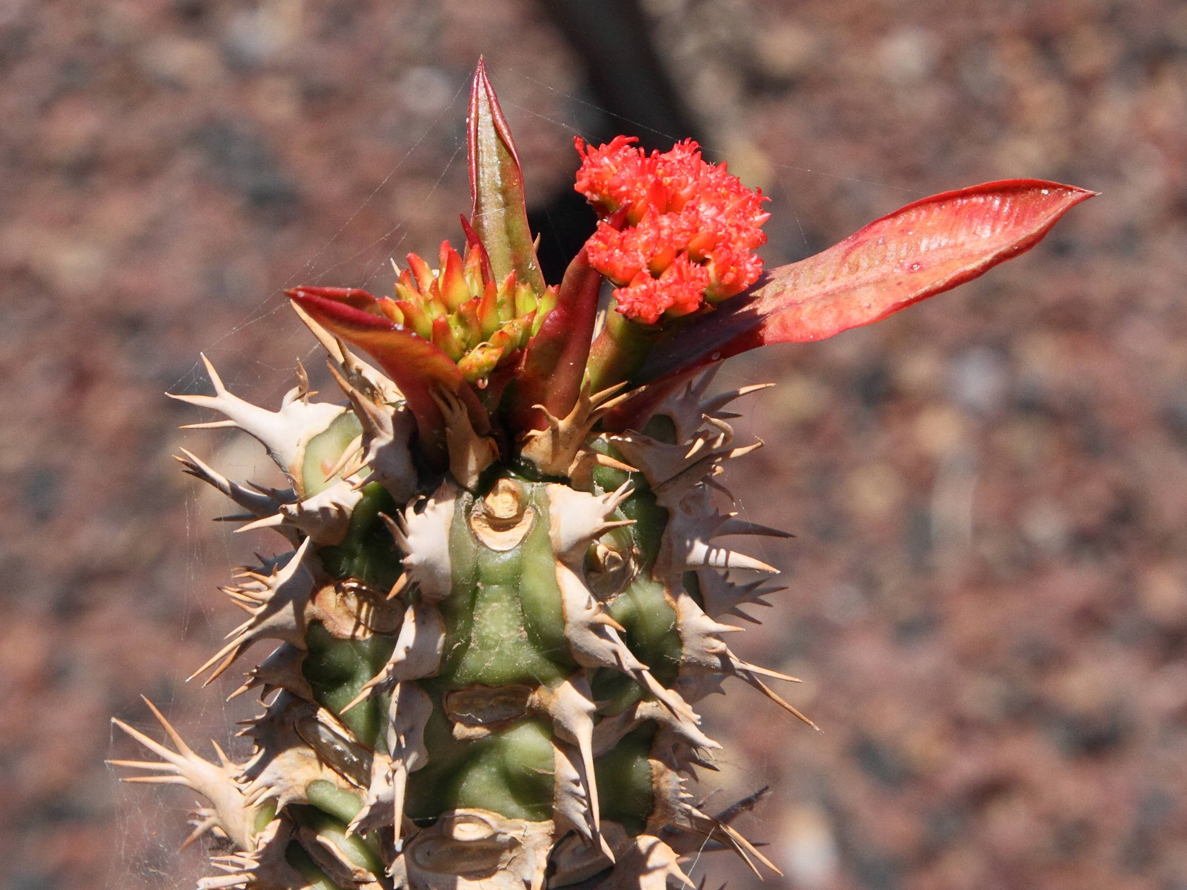 euphorbia_viguieri5md