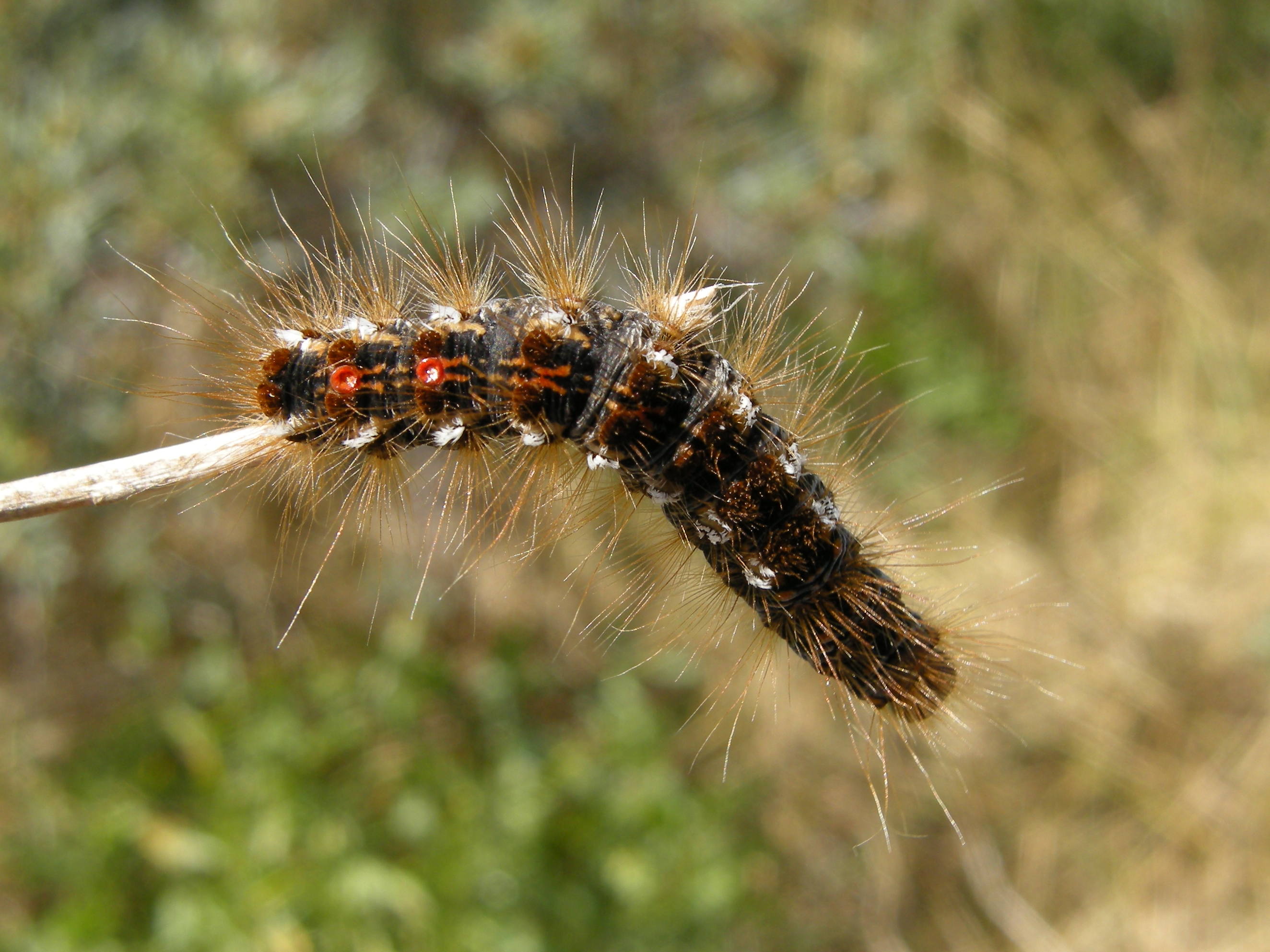 euproctis_chrysorrhea_ch6md