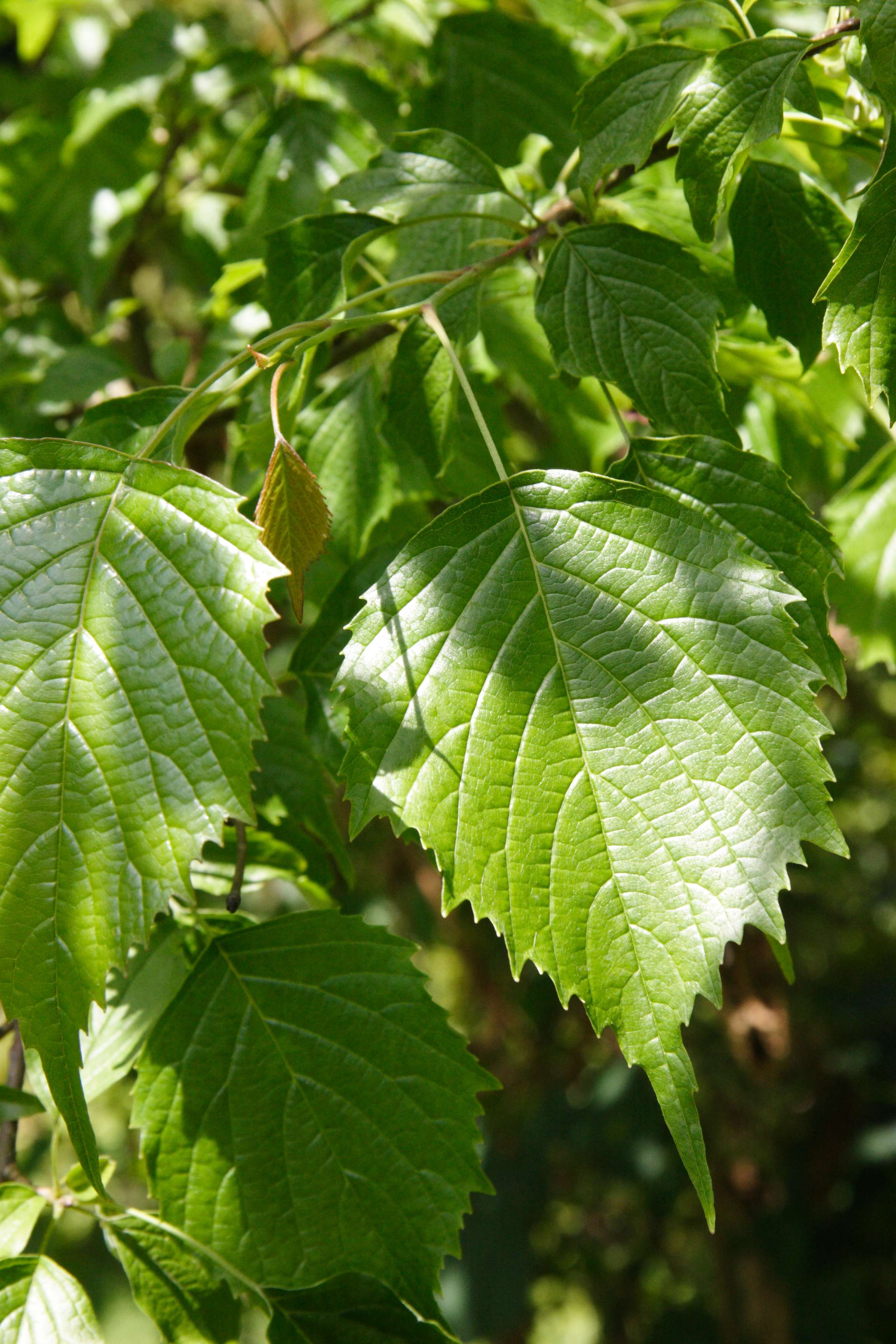 euptelea_polyandra2md