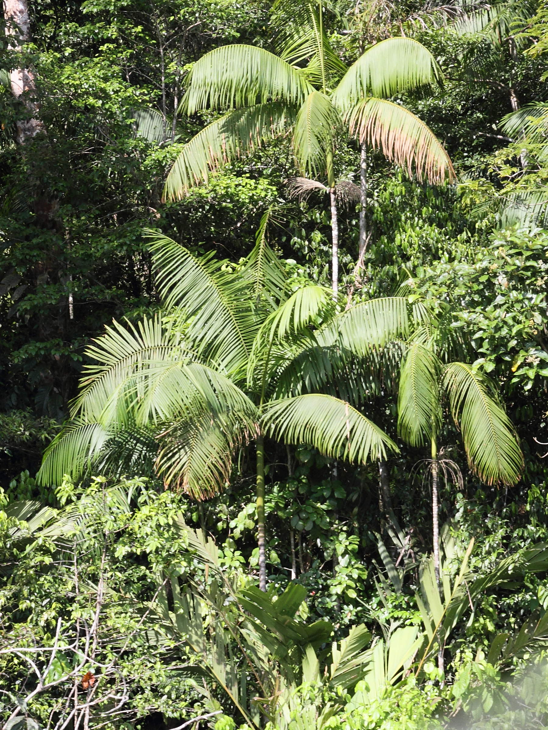 euterpe_precatoria2md