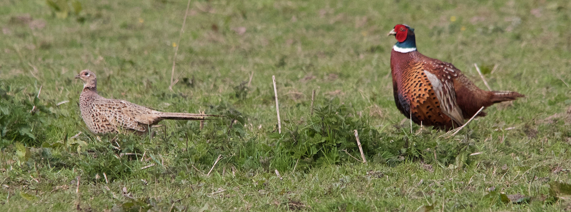 faisan_de_colchide_-_phasianus_colchicus8md