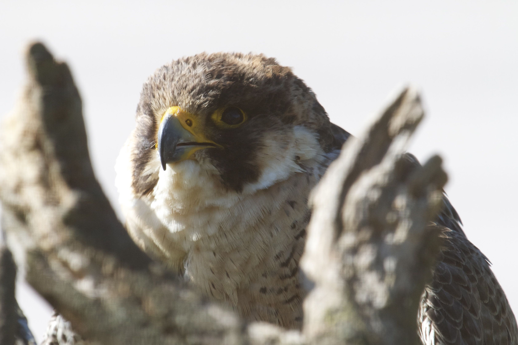 faucon_pelerin_-_falco_peregrinus2bd