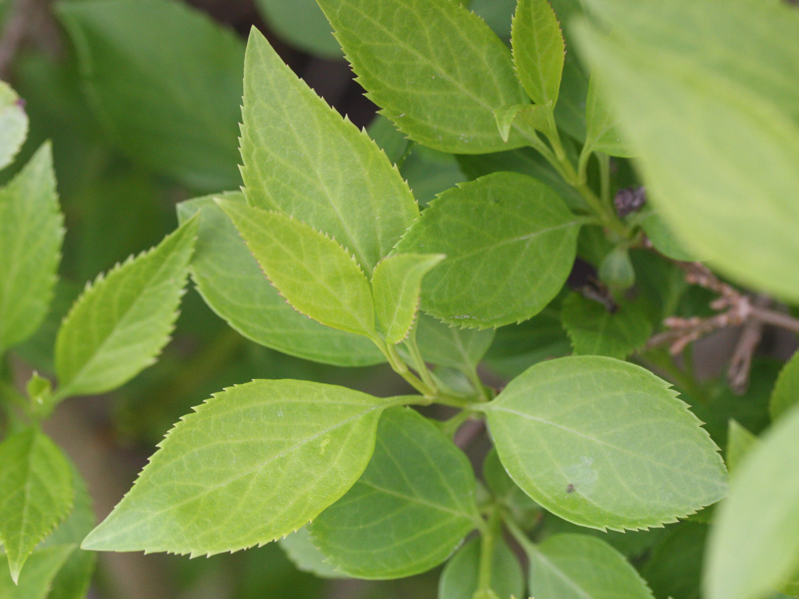 forsythia_viridissima3md