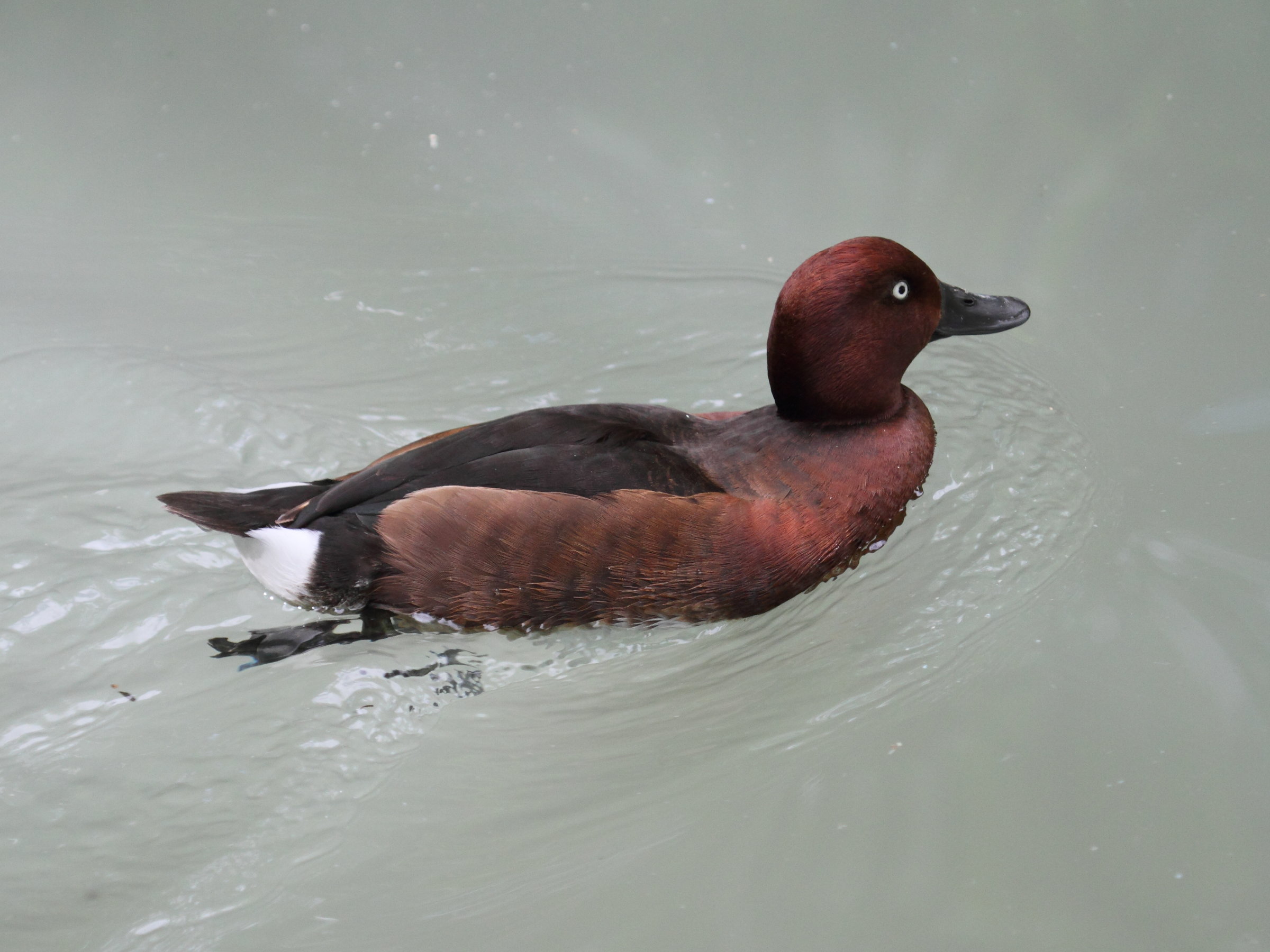 fuligule_nyroca_-_aythya_nyroca5bd