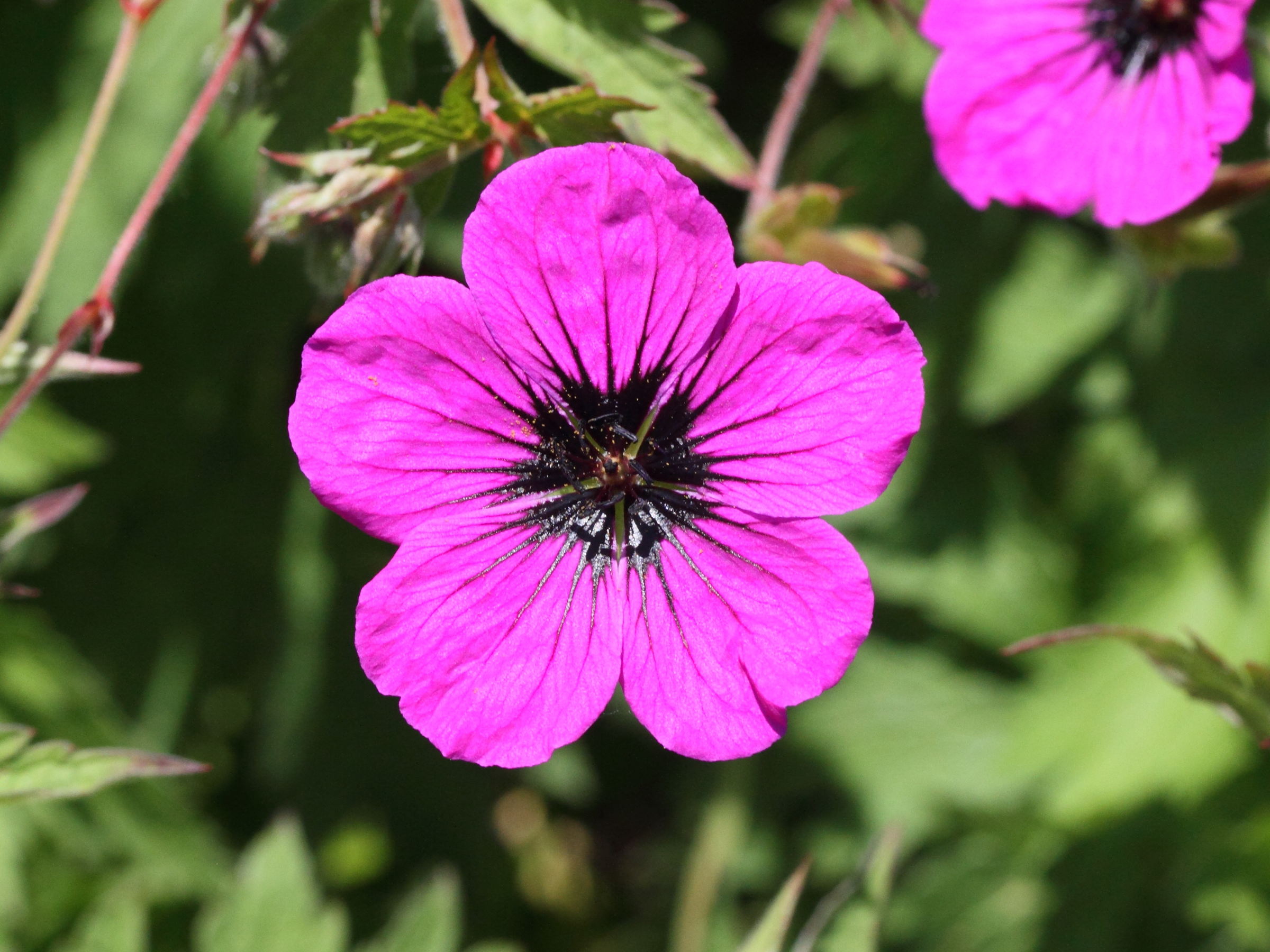 Afficher le média geranium_psilostemon2md geranium_psilostemon2md