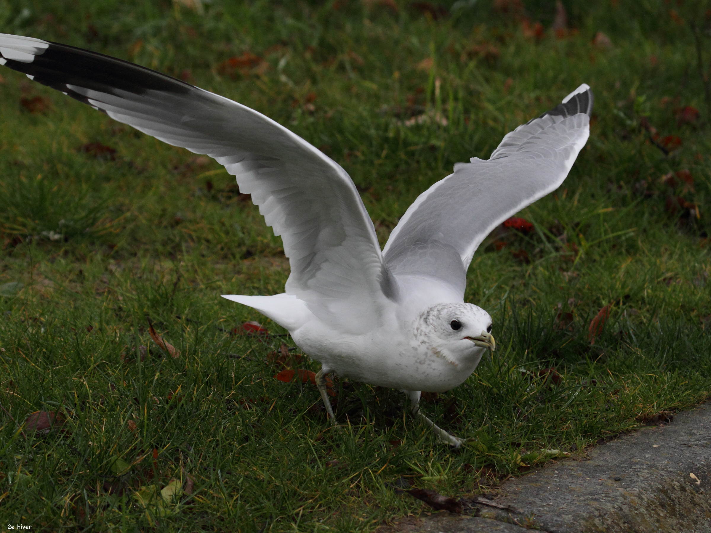 goeland_cendre_-_larus_canus6bd