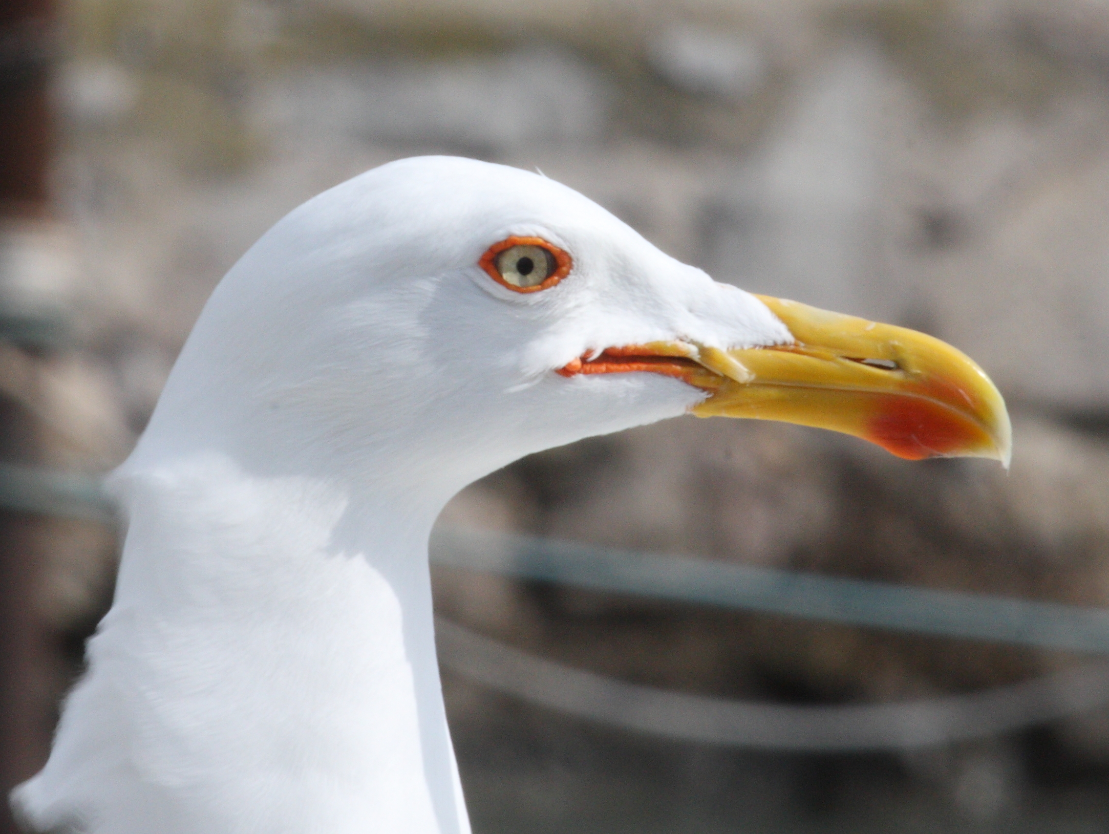 goeland_leucophee_-_larus_michahellis5bd
