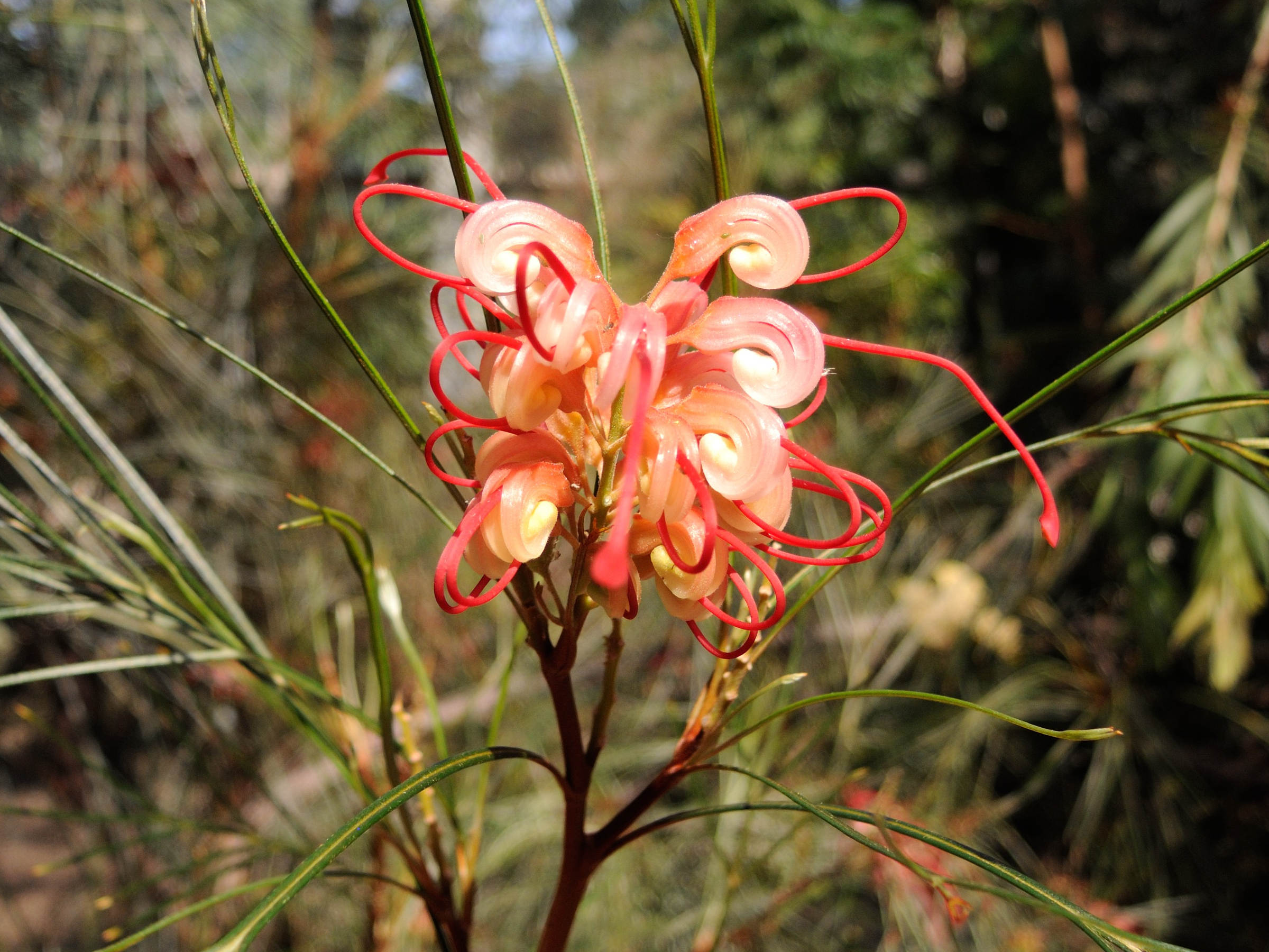 grevillea_johnsonii2md