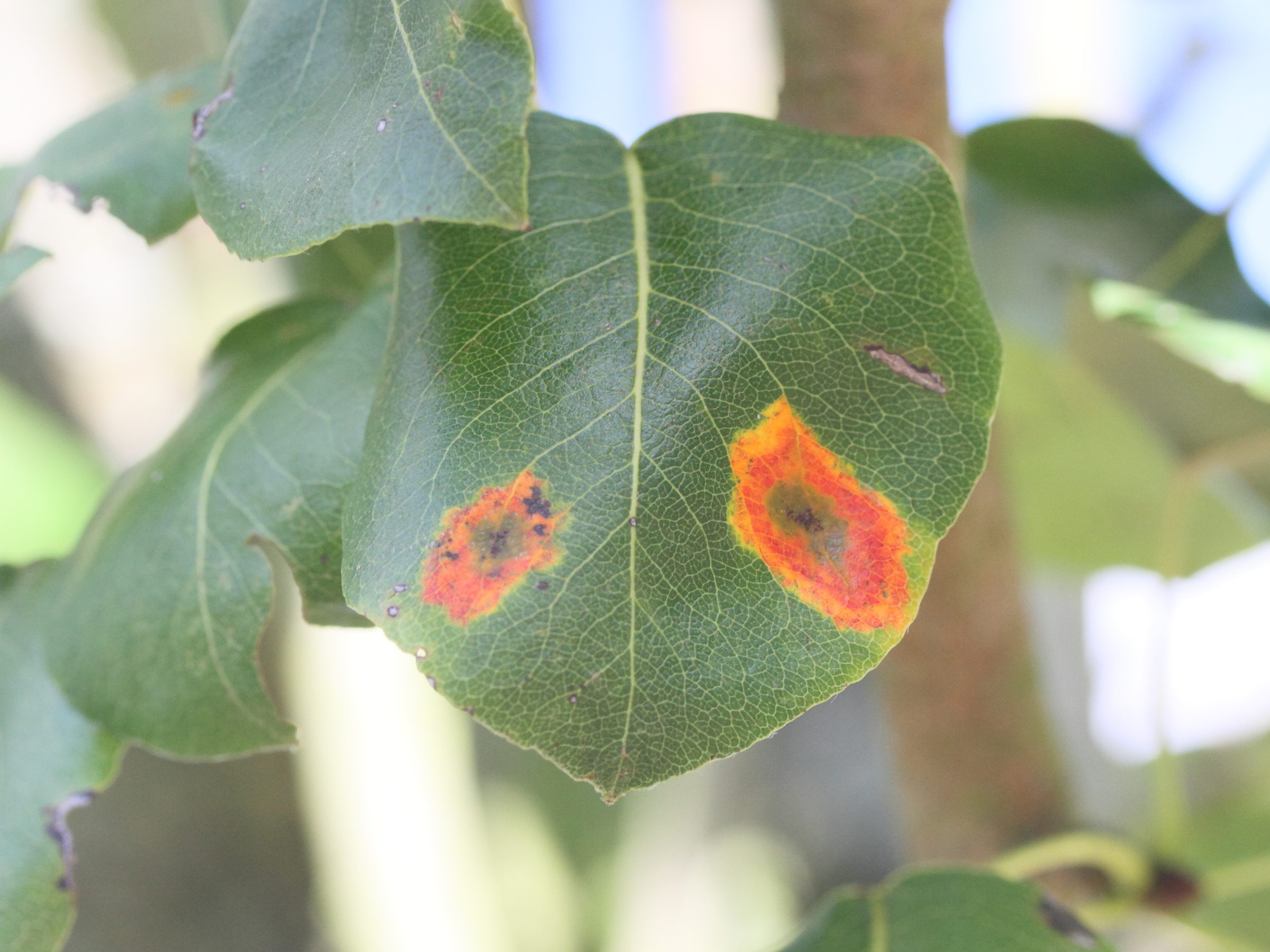 Afficher le média gymnosporangium_sabinae_galle1md gymnosporangium_sabinae_galle1md