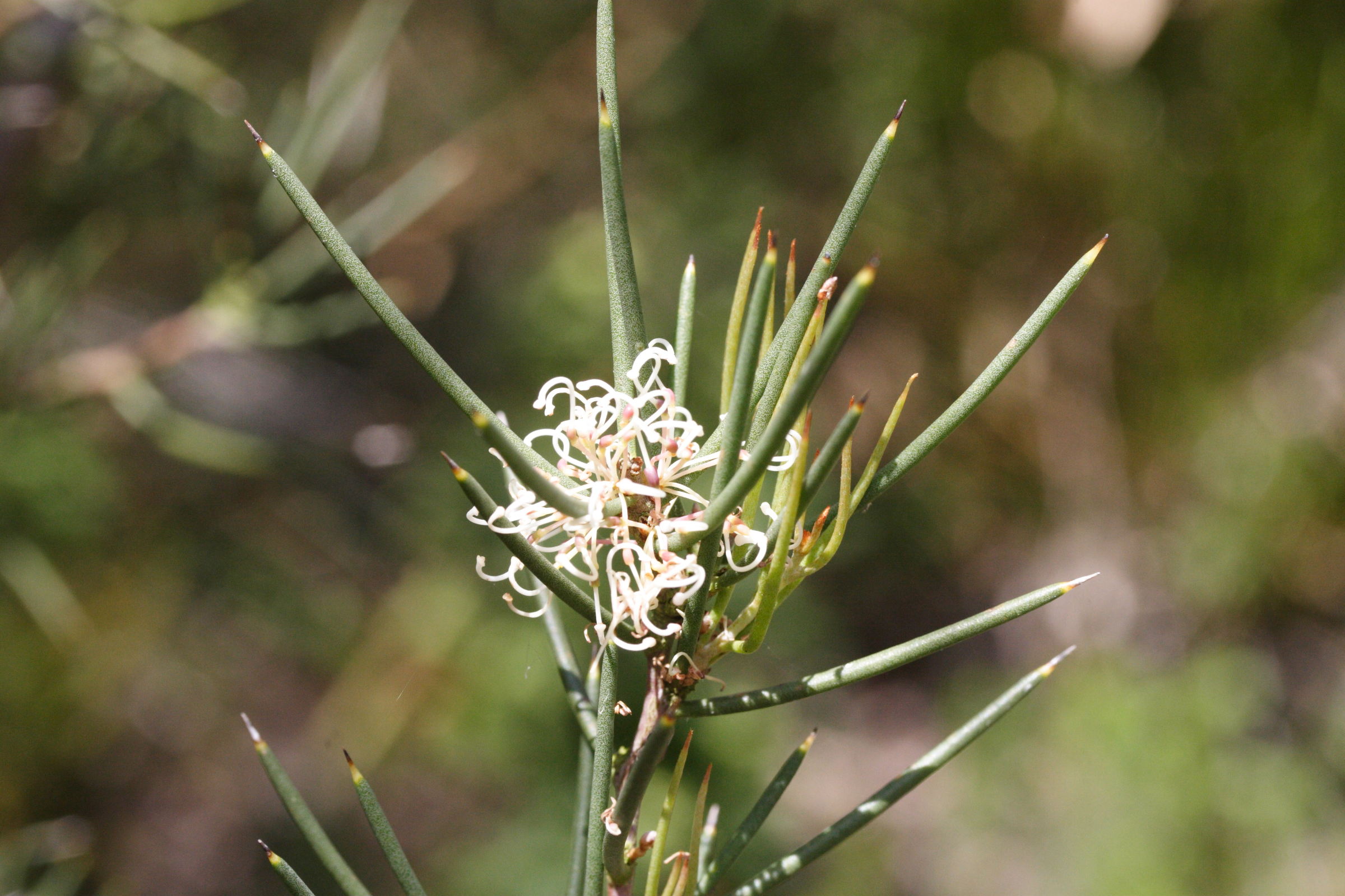 hakea_microphylla2md