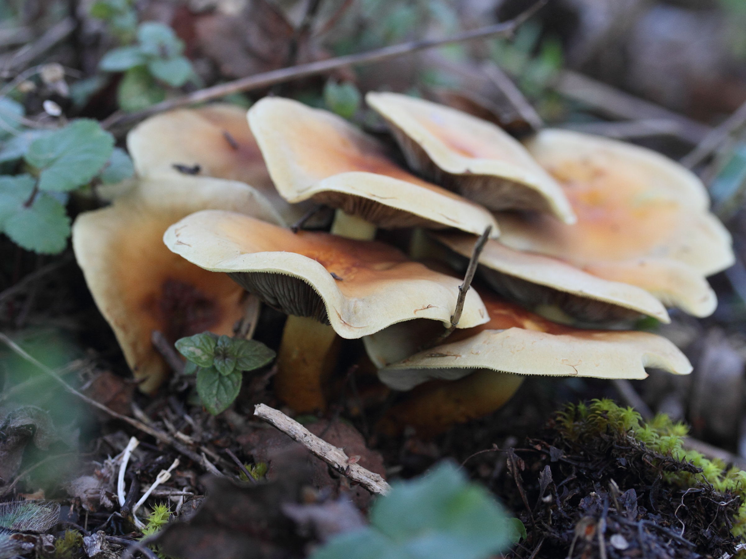 Afficher le média hebeloma_mesophaeum2md hebeloma_mesophaeum2md