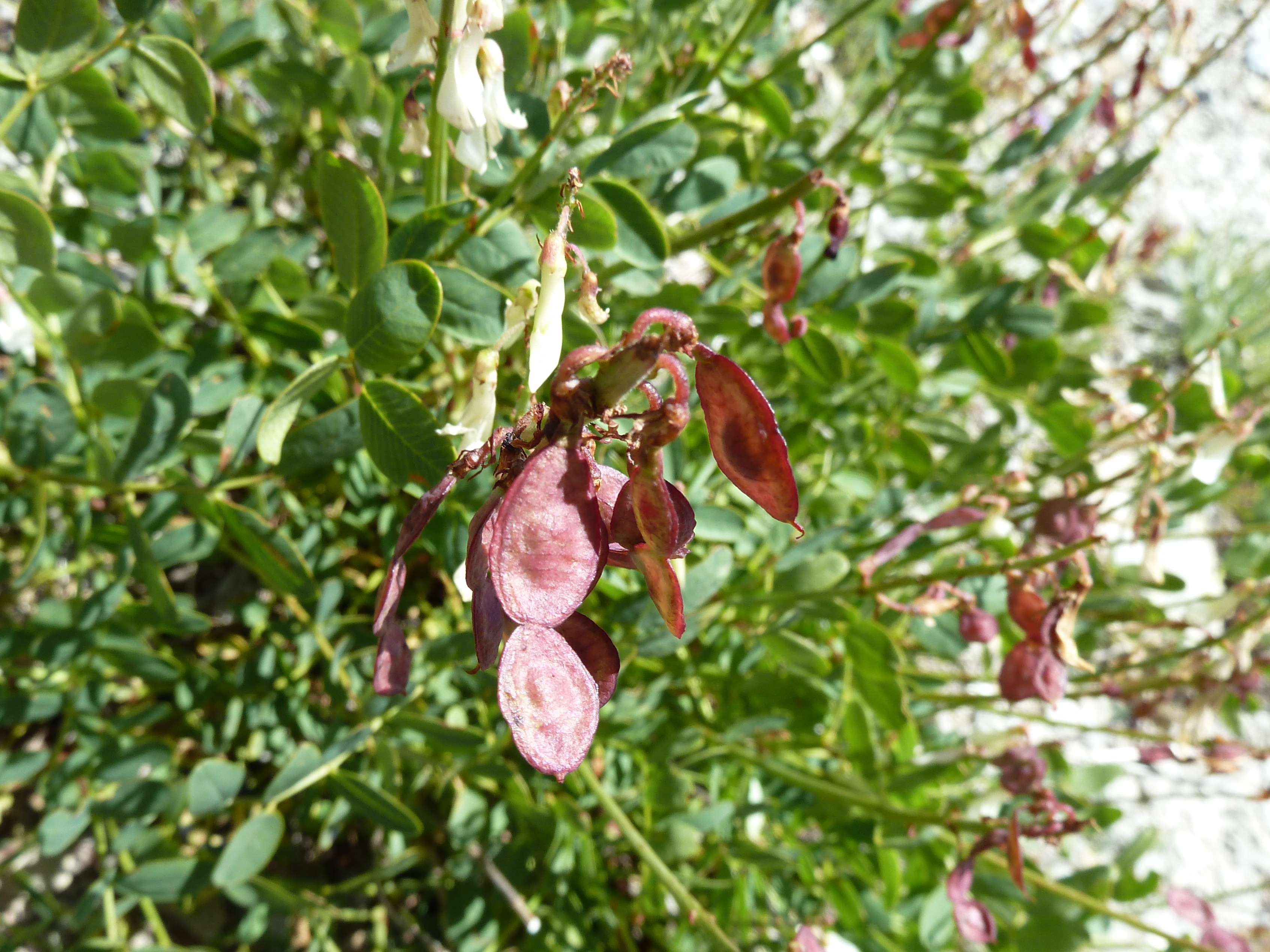 Afficher le média hedysarum_boutignyanum1gv hedysarum_boutignyanum1gv