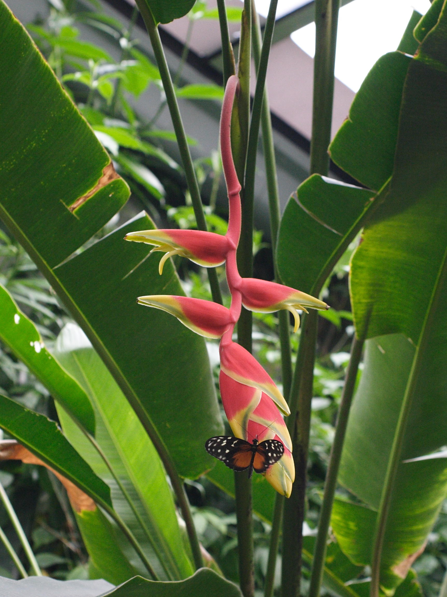 heliconia_rostrata4md