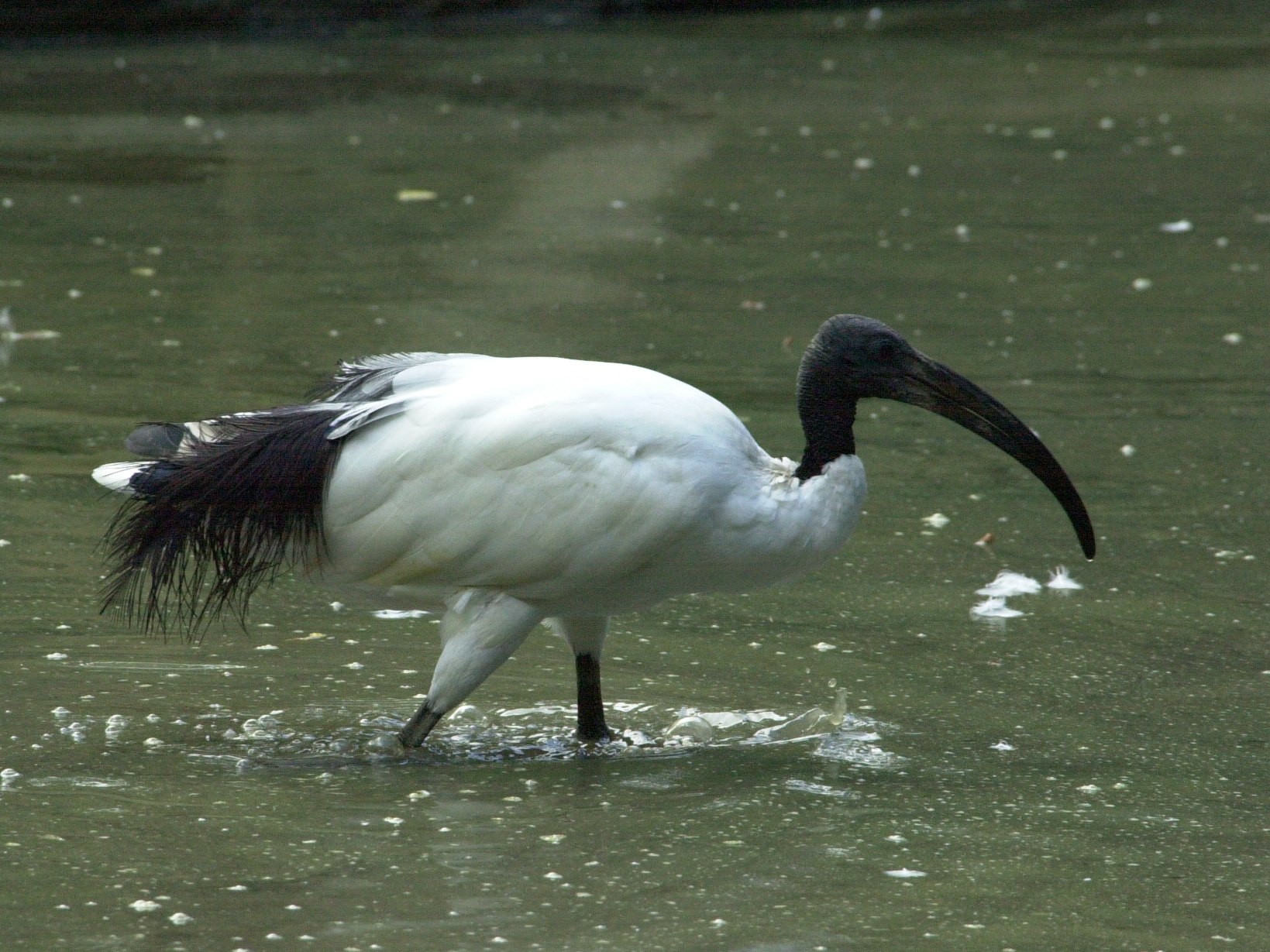 ibis_sacre_-_threskiornis_aethiopicus2md