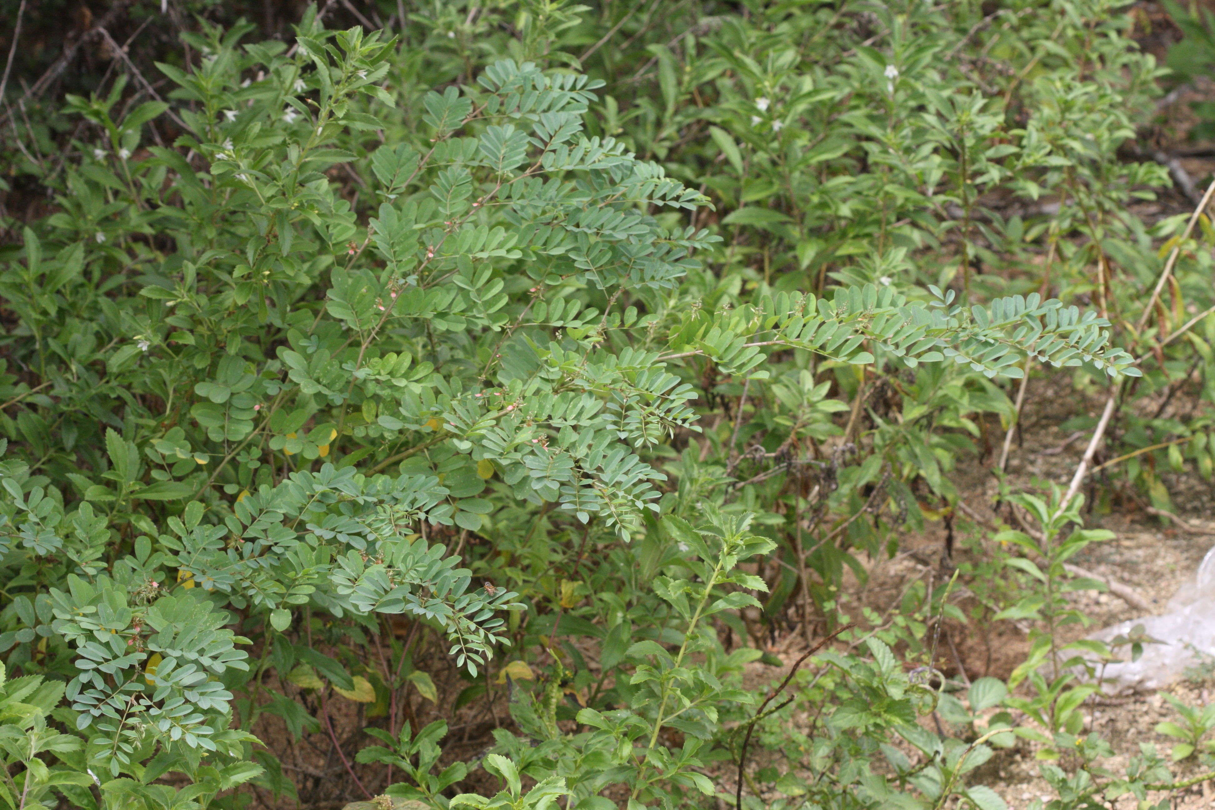 indigofera_suffruticosa2md