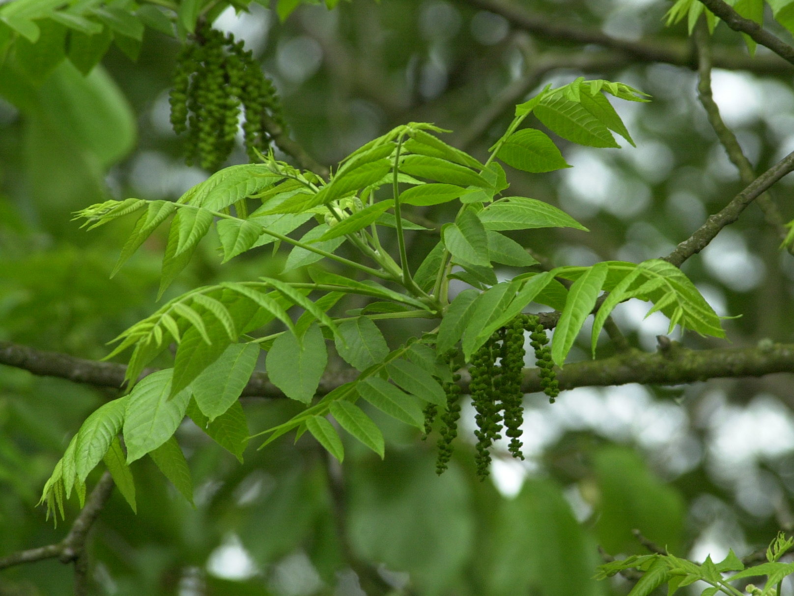 Afficher le média juglans_nigra1amd juglans_nigra1amd