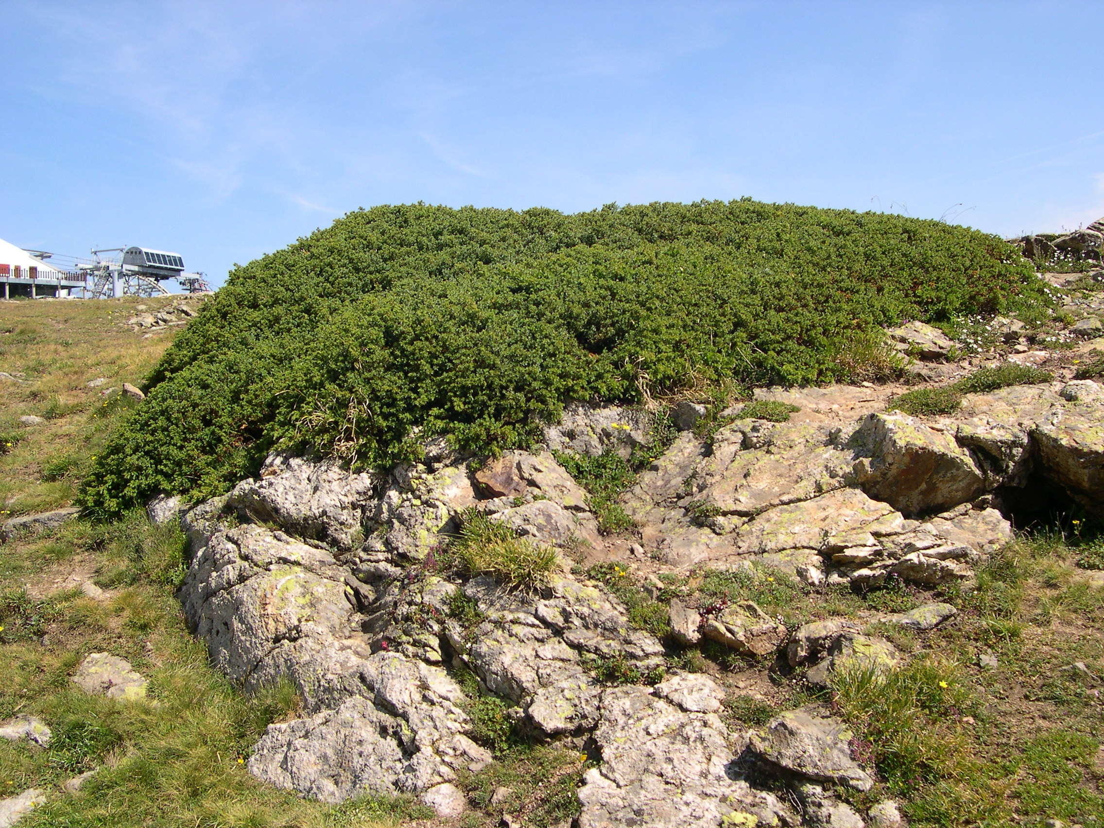 Afficher le média juniperus_sibirica1md juniperus_sibirica1md