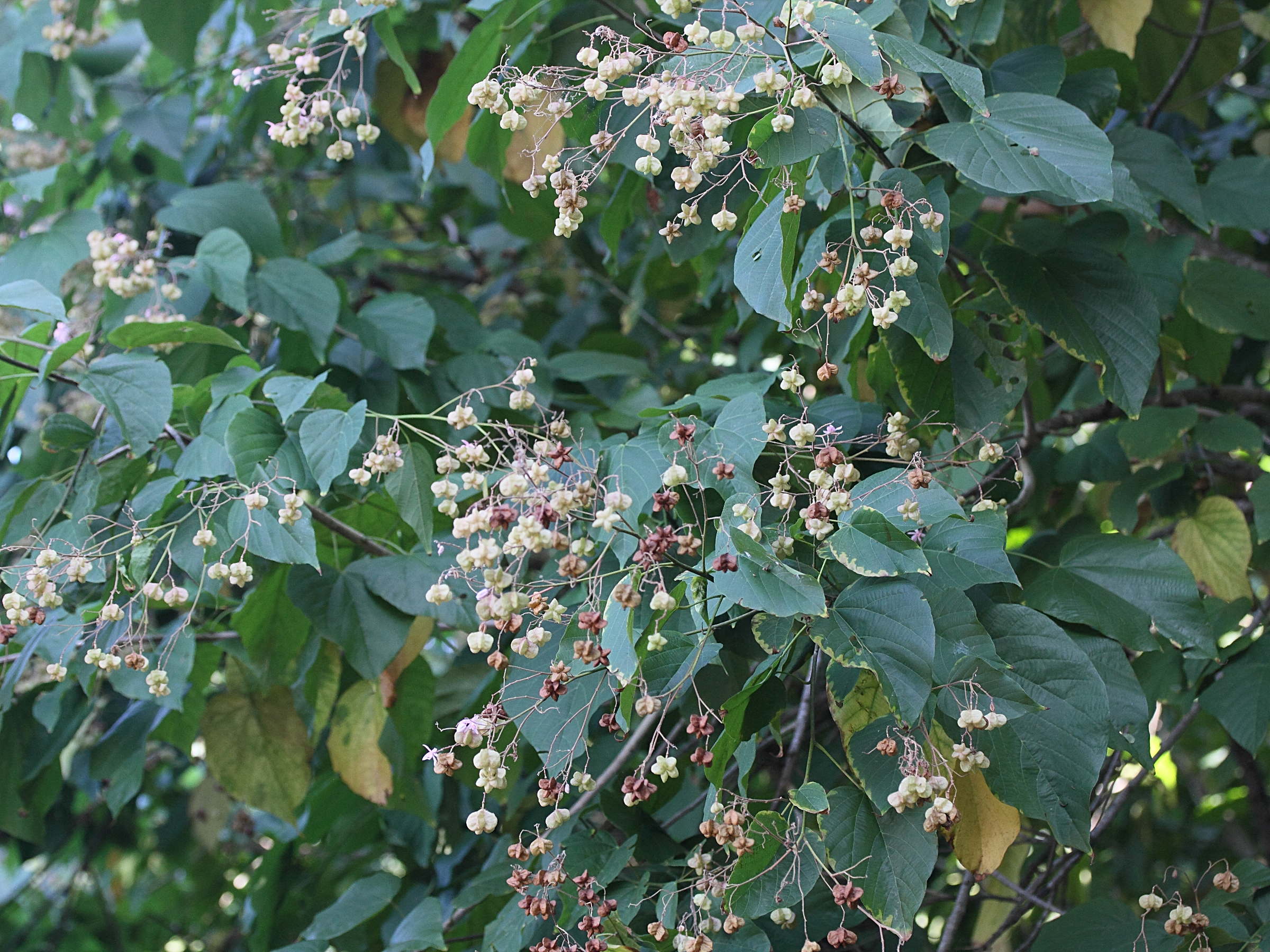 kleinhovia_hospita1md