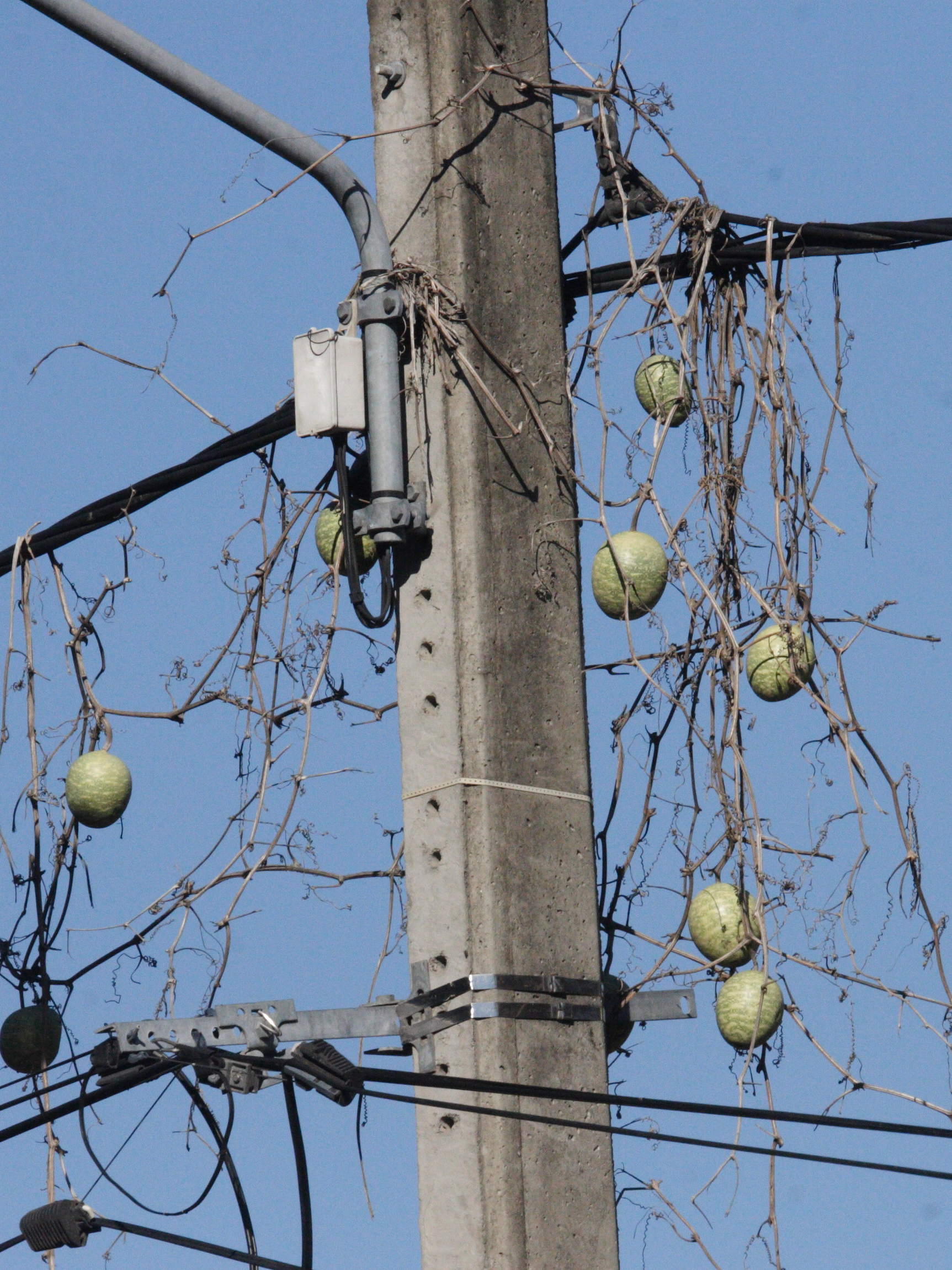 lagenaria_sphaerica1md