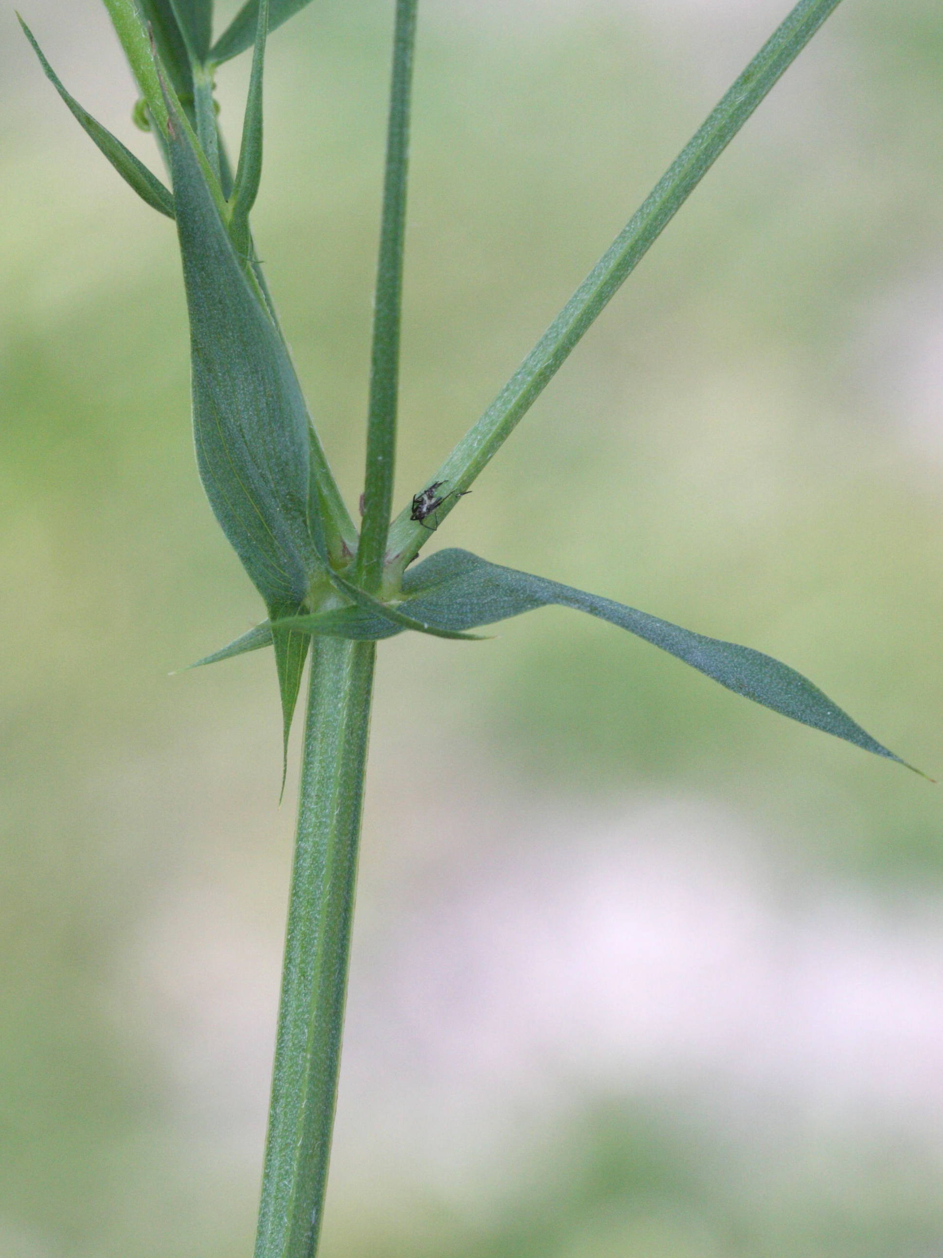 lathyrus_pratensis3md
