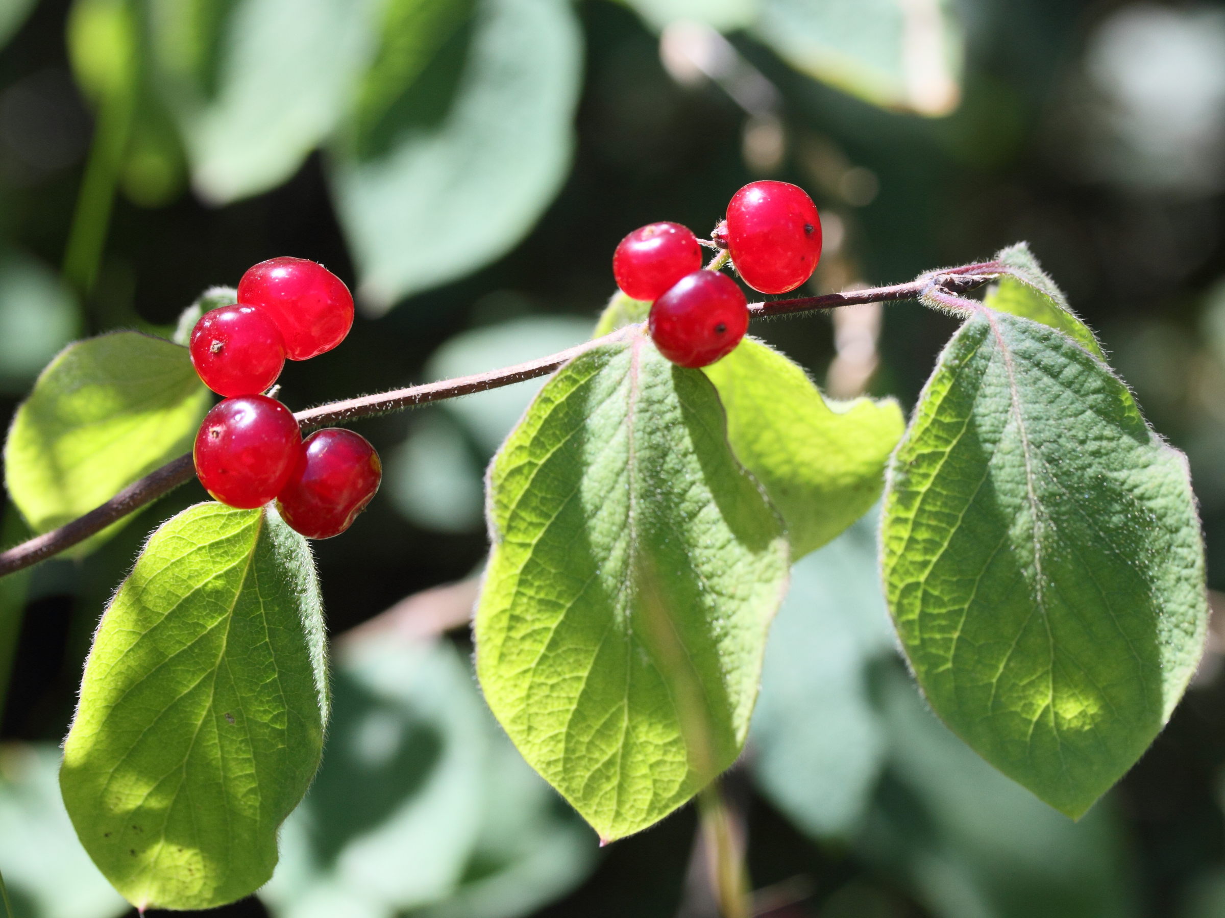 lonicera_xylosteum7md