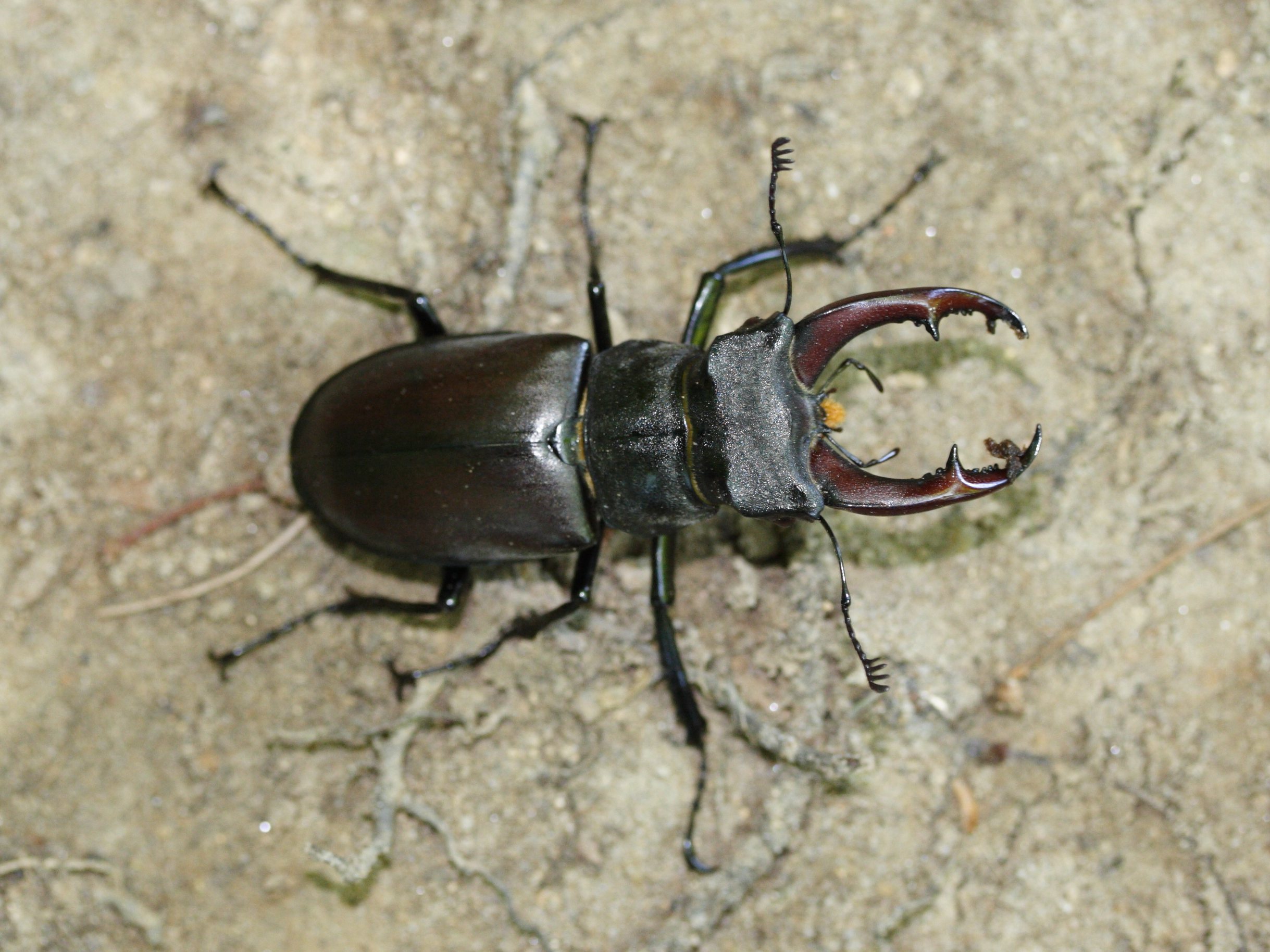 lucanus_cervus1cmd