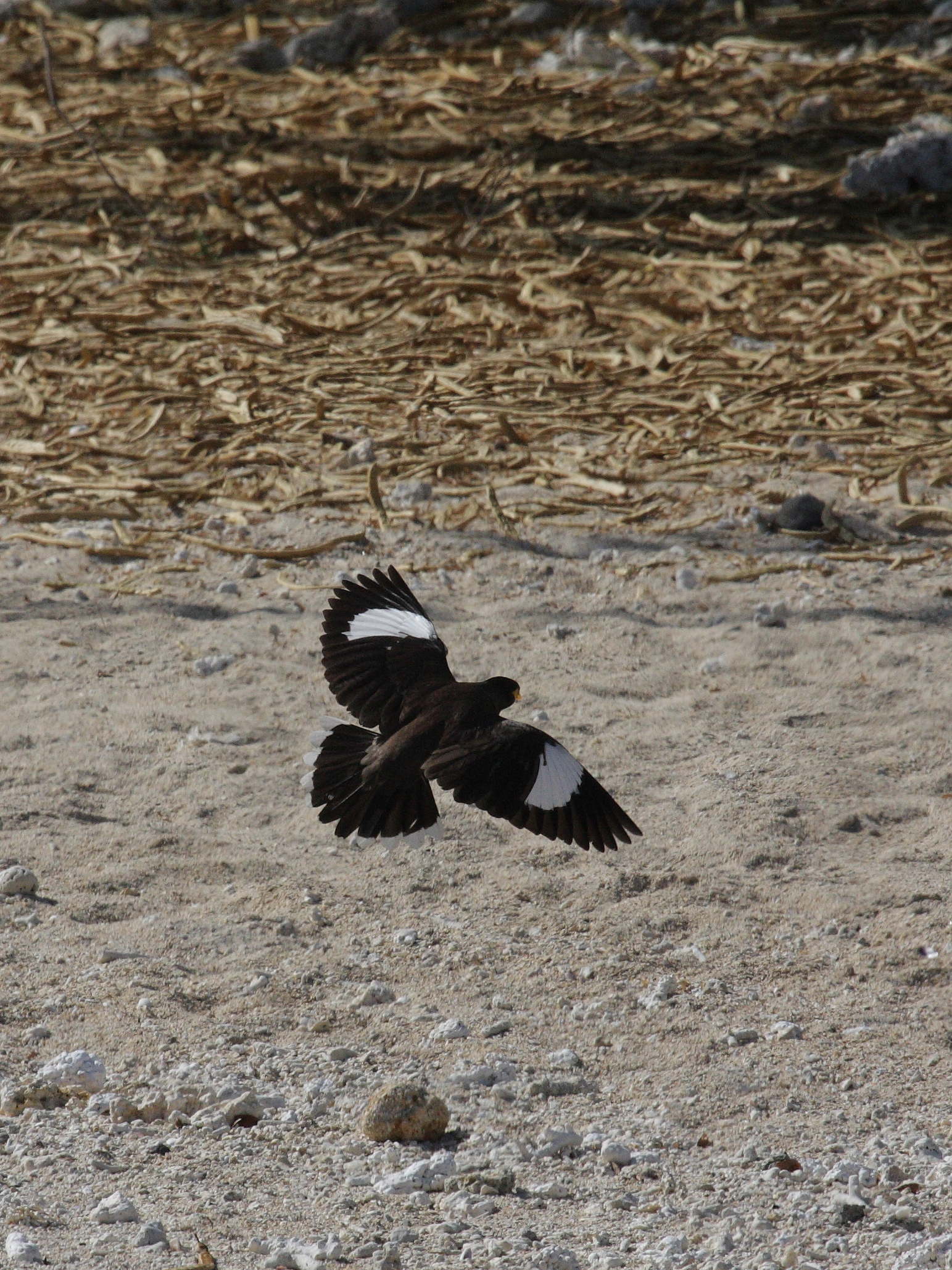 martin_triste_-_acridotheres_tristis3bd