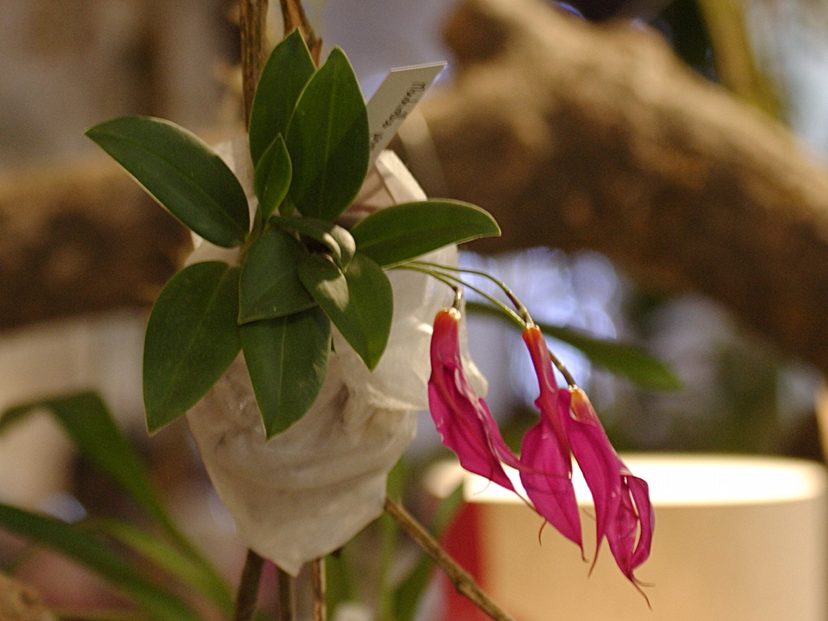 masdevallia_rosea1bd