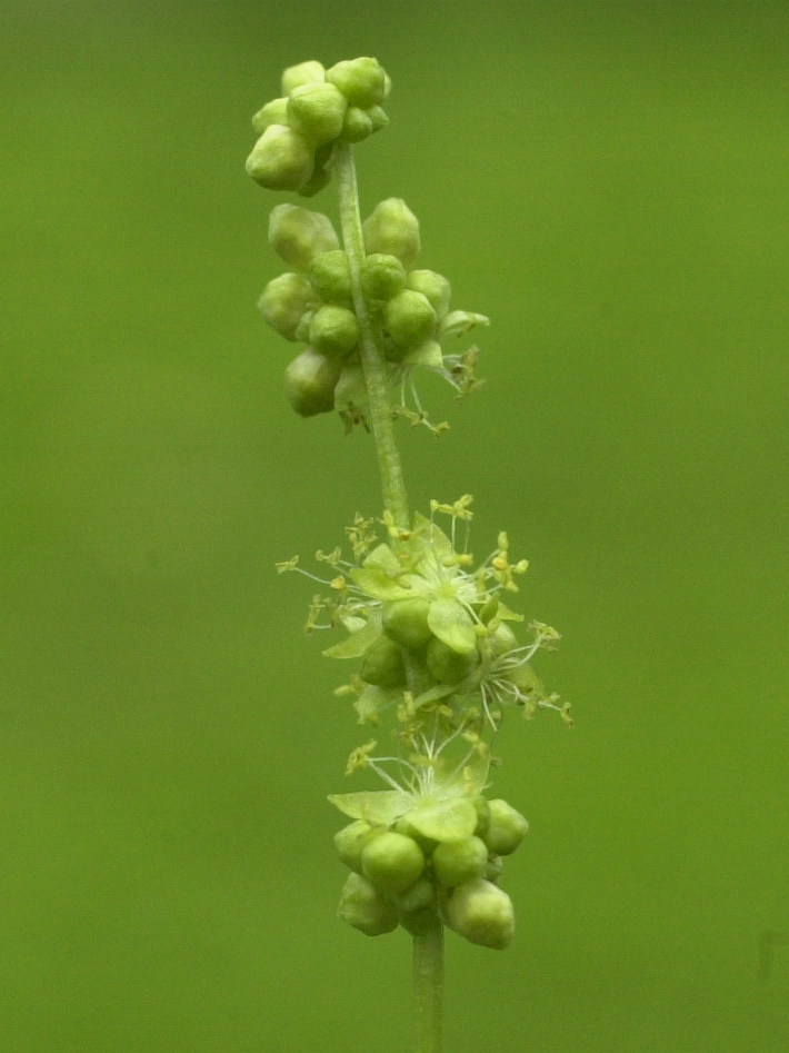 Afficher le média mercurialis_annua2md mercurialis_annua2md