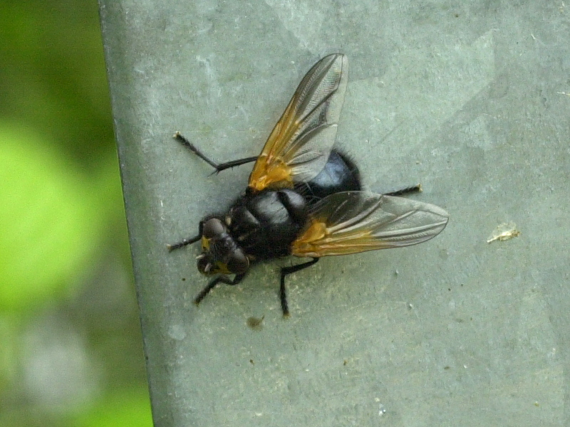 mesembrina_meridiana1md