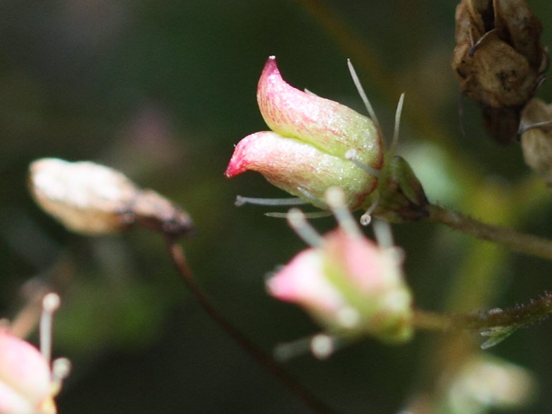 Afficher le média micranthes_stellaris4bd micranthes_stellaris4bd