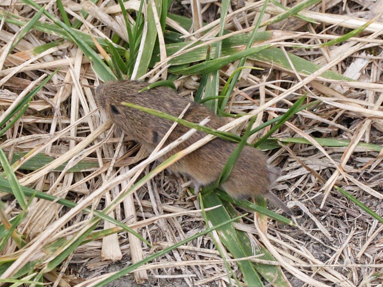 microtus_agrestis2md