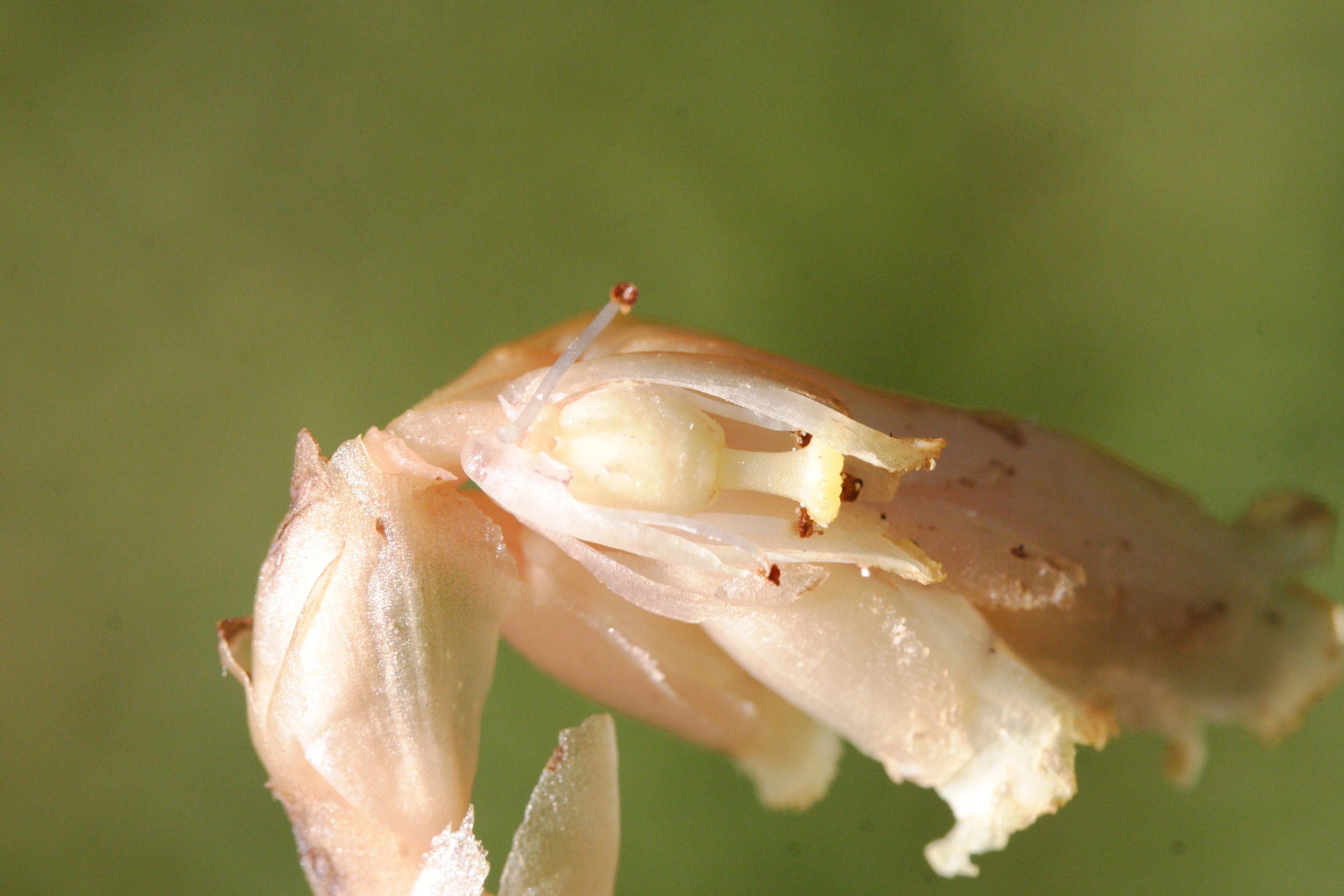 monotropa_hypopitys4cmd