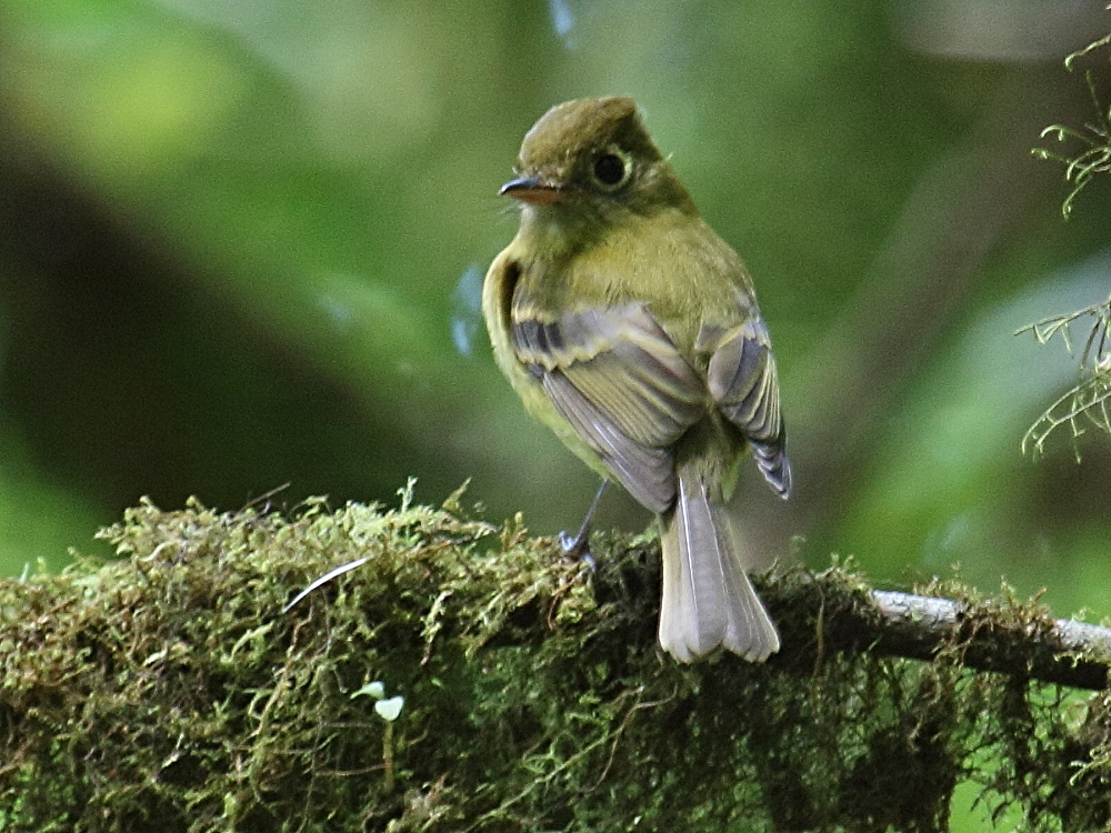 moucherolle_jaunatre_-_empidonax_flavescens1bd