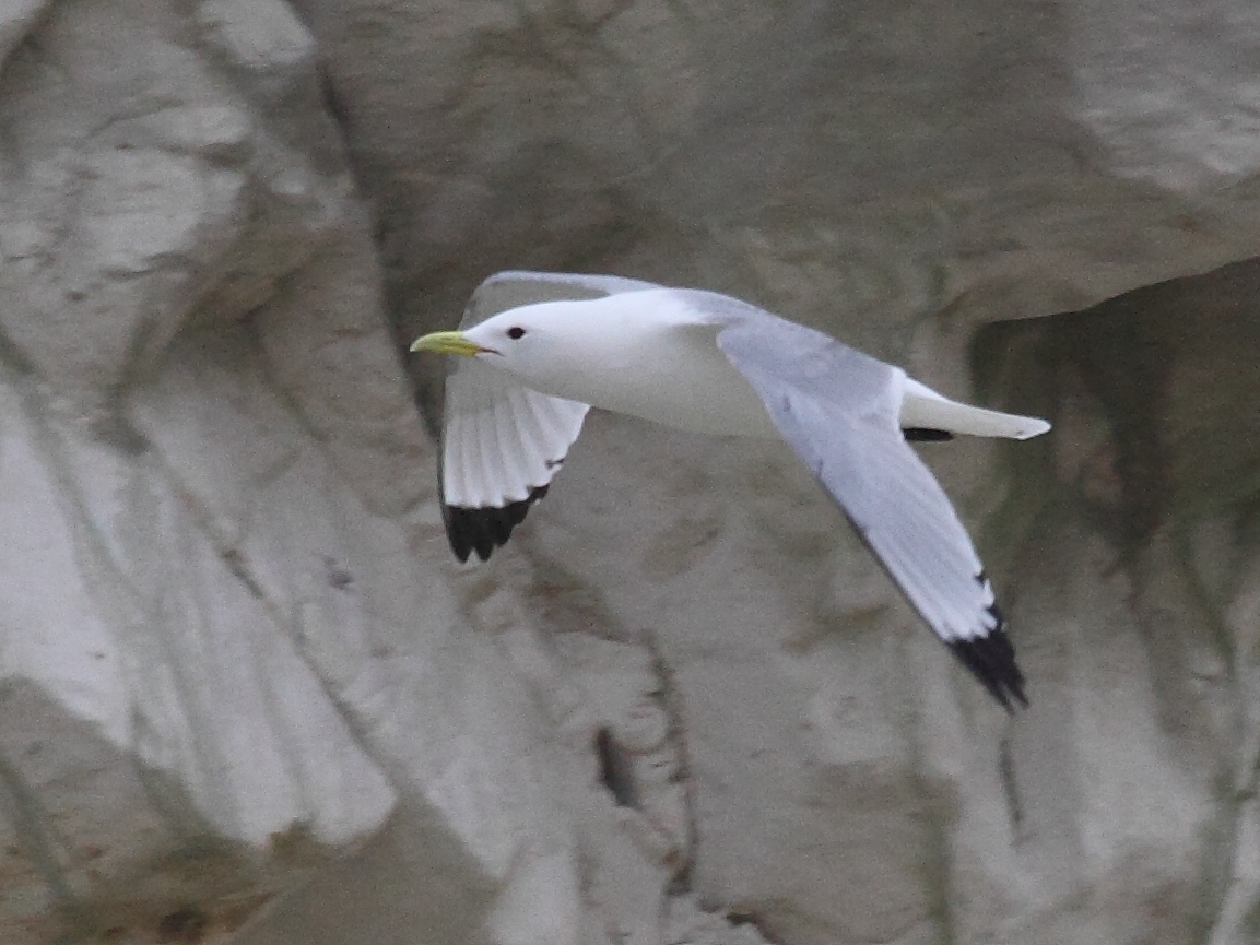 mouette_tridactyle_-_rissa_tridactyla6bbd