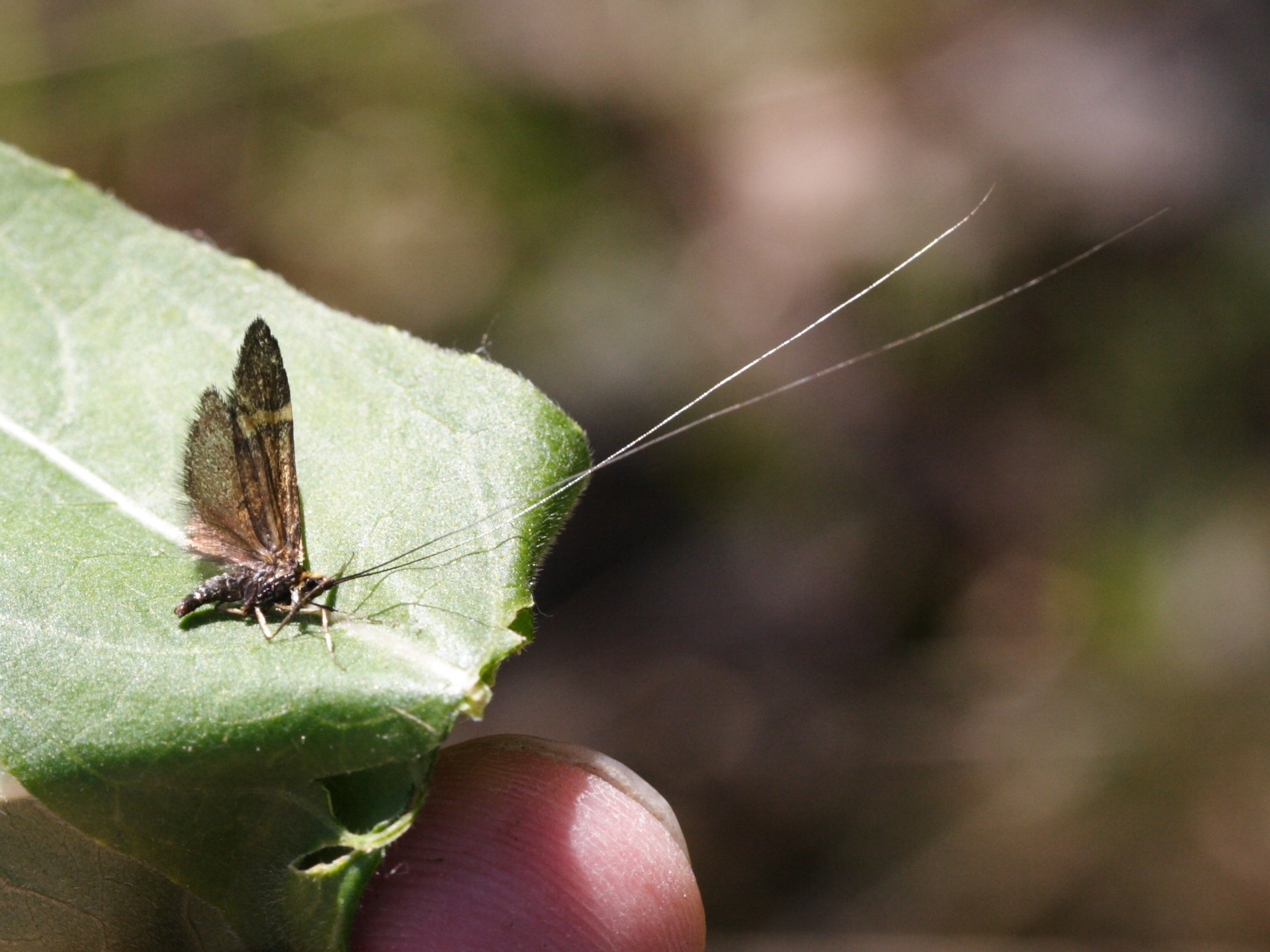 nemophora_degeerella2md