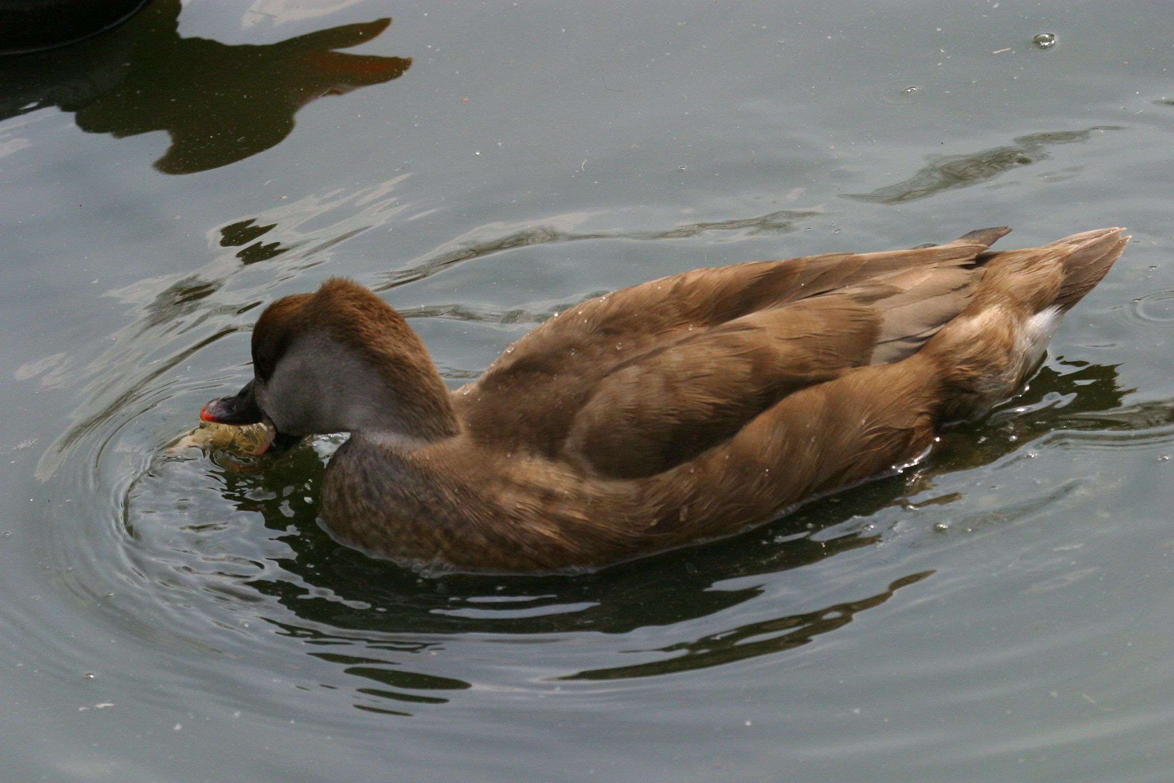 nette_rousse_-_netta_rufina1md