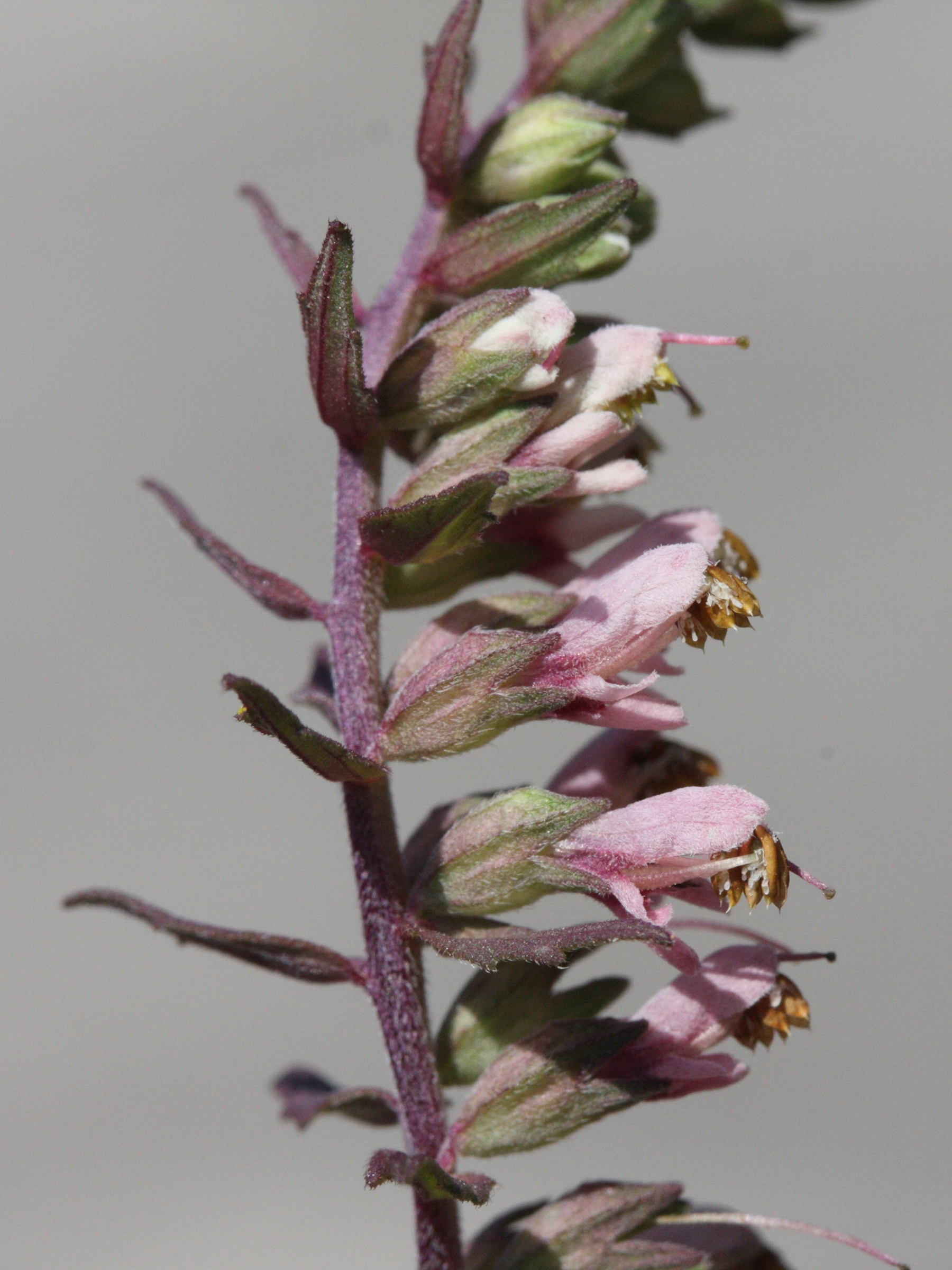 Afficher le média odontites_vernus_serotinus6md odontites_vernus_serotinus6md